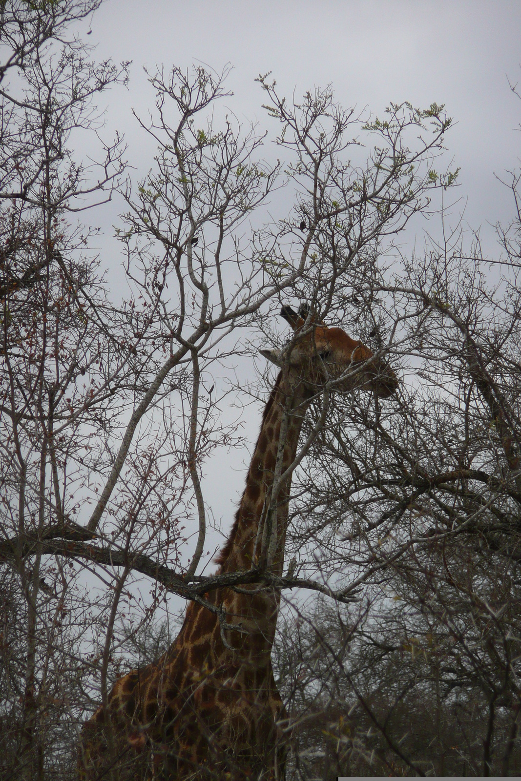 照片 南非(South Africa) 克鲁格国家公园(Kruger National Park) 萨布尔河(Sable River) 2008-09 40