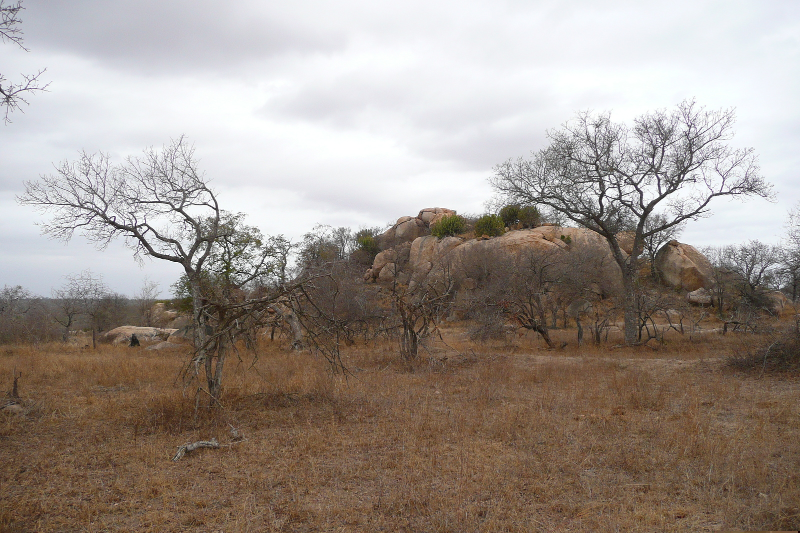 照片 南非(South Africa) 克鲁格国家公园(Kruger National Park) 2008-09 24