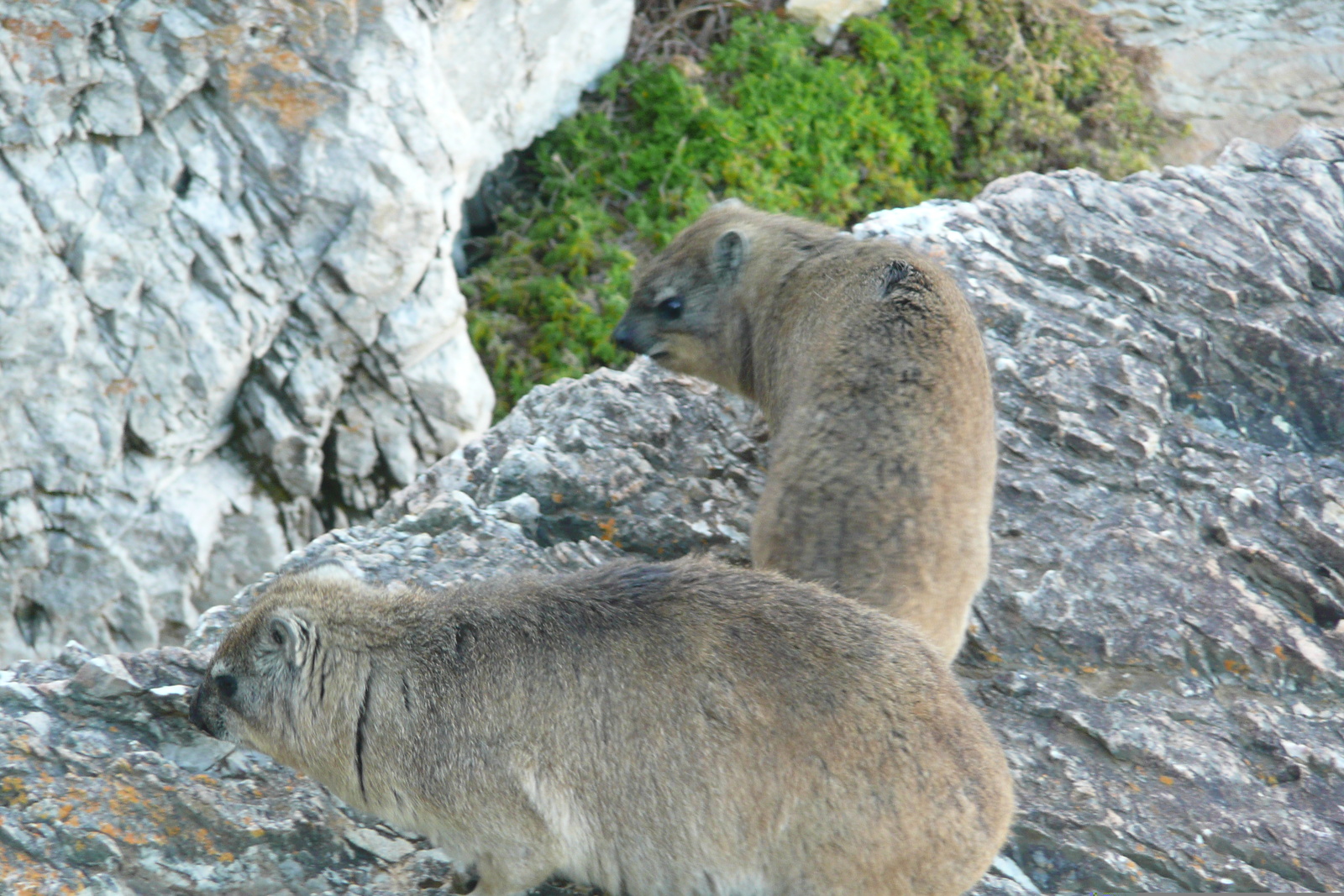 照片 南非(South Africa) 赫曼努斯(Harmanus) 2008-09 56