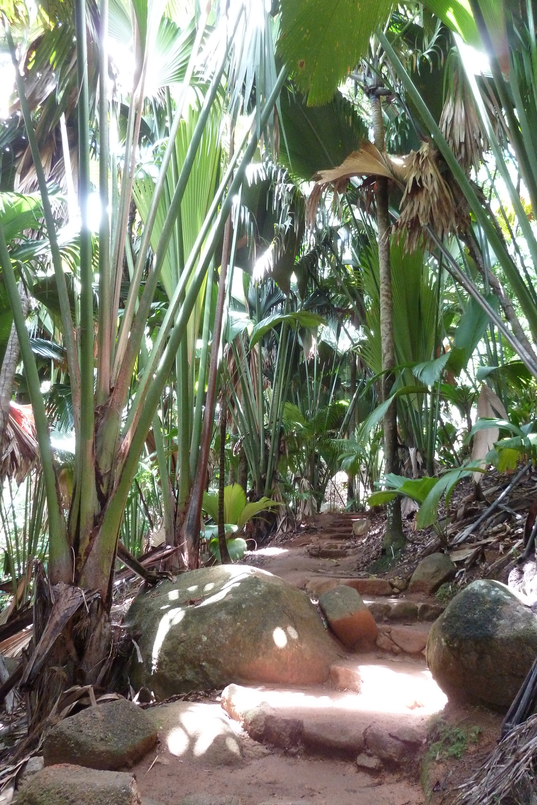 照片 塞舌尔(Seychelles) 五月谷(Vallee de Mai) 2011-10 5