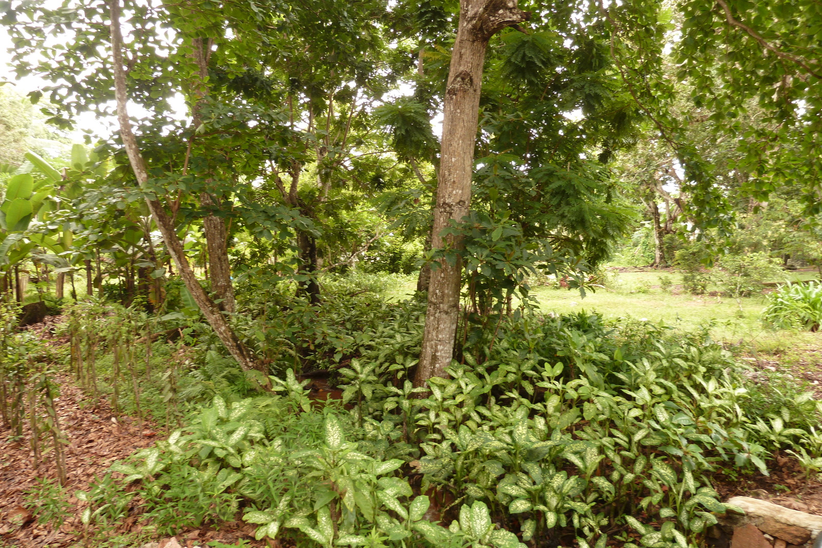 照片 塞舌尔(Seychelles) 拉迪格岛(La Digue) 2011-10 30