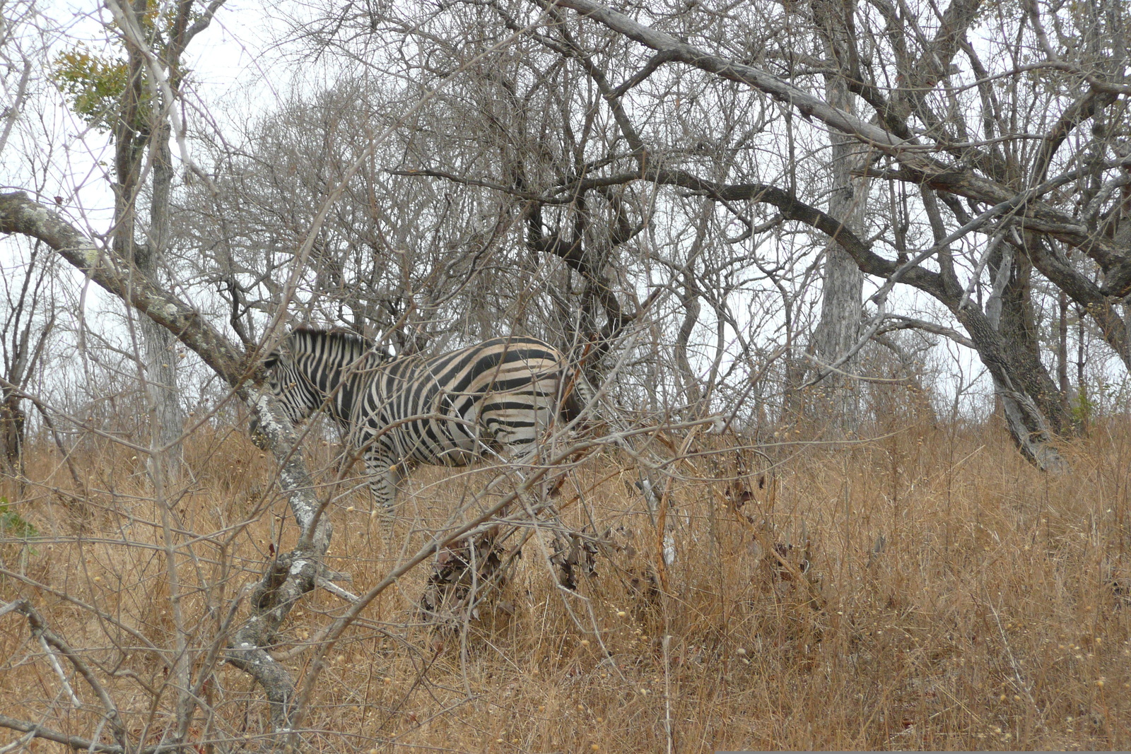 照片 南非(South Africa) 克鲁格国家公园(Kruger National Park) 2008-09 43