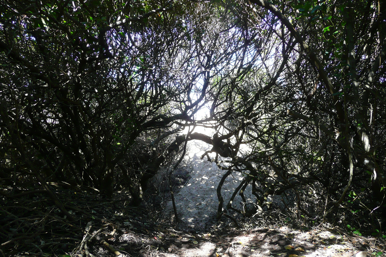 照片 南非(South Africa) 自然谷(Nature's Valley) 2008-09 53