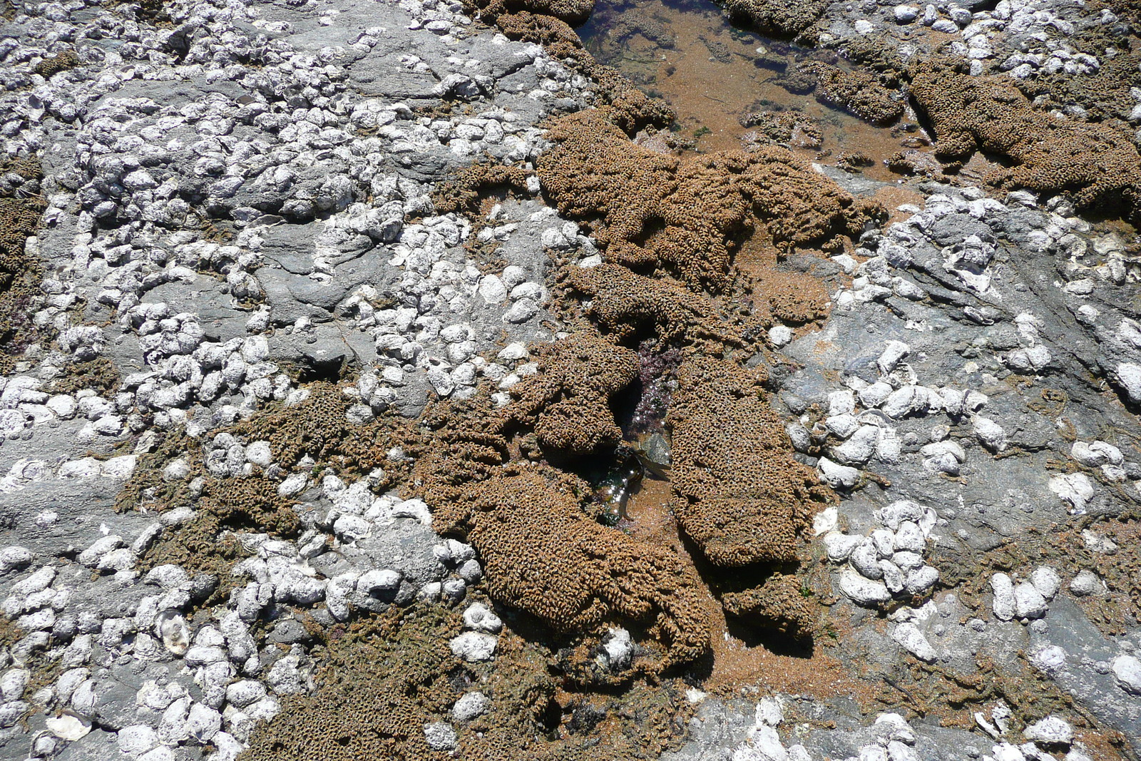 照片 法国(France) 波尔尼克(Pornic) 大谷海滩(grandes vallees Beach) 2008-07 11