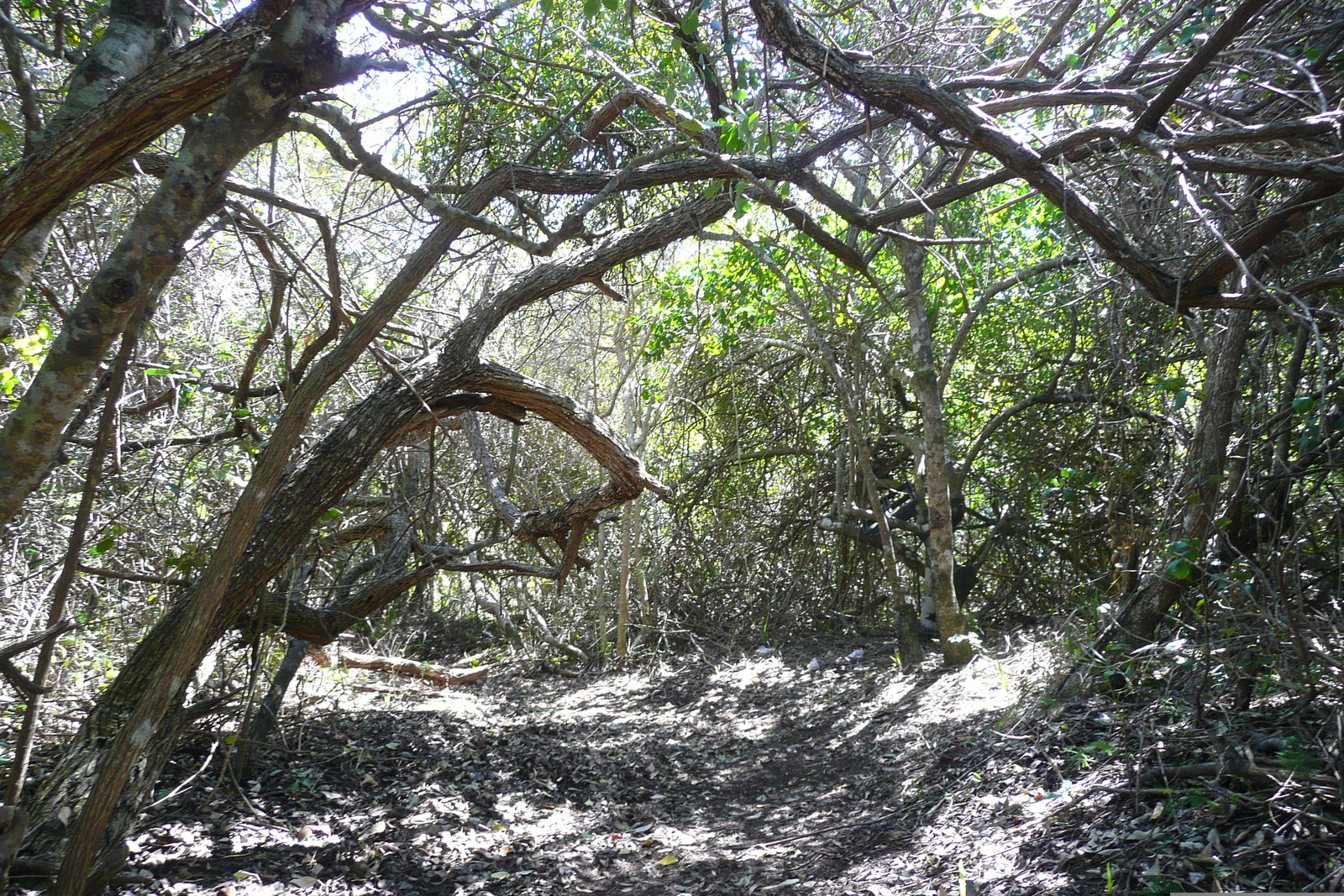 照片 南非(South Africa) 自然谷(Nature's Valley) 2008-09 2