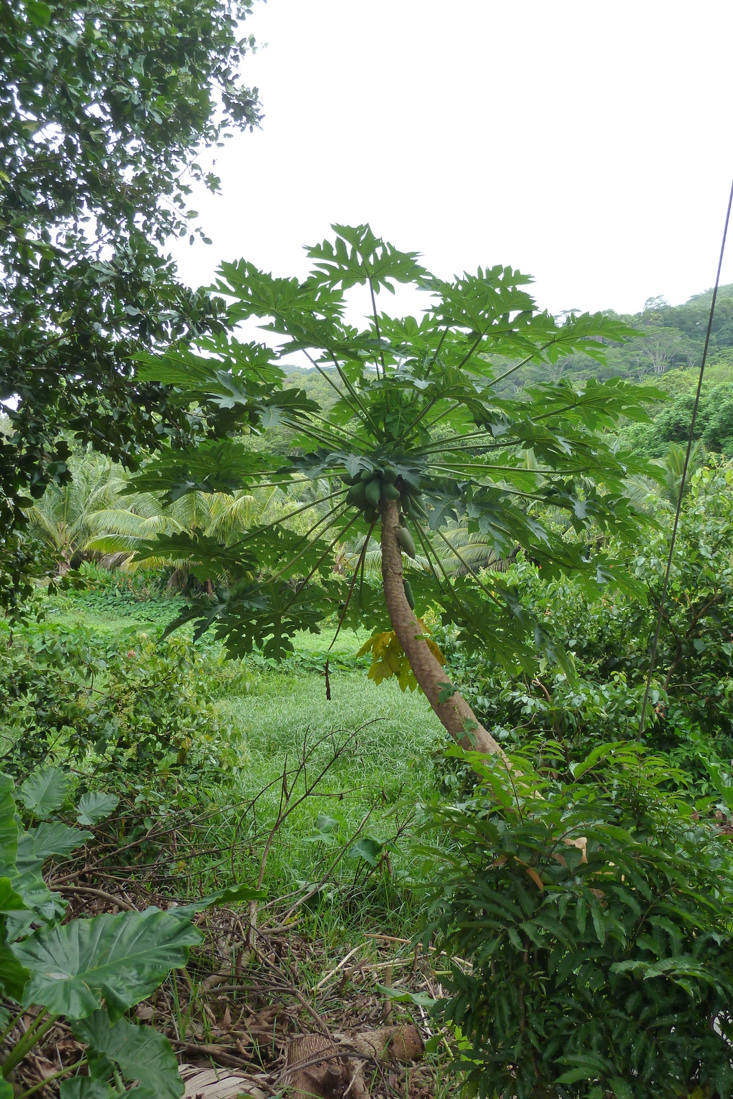 照片 塞舌尔(Seychelles) 拉迪格岛(La Digue) 2011-10 74