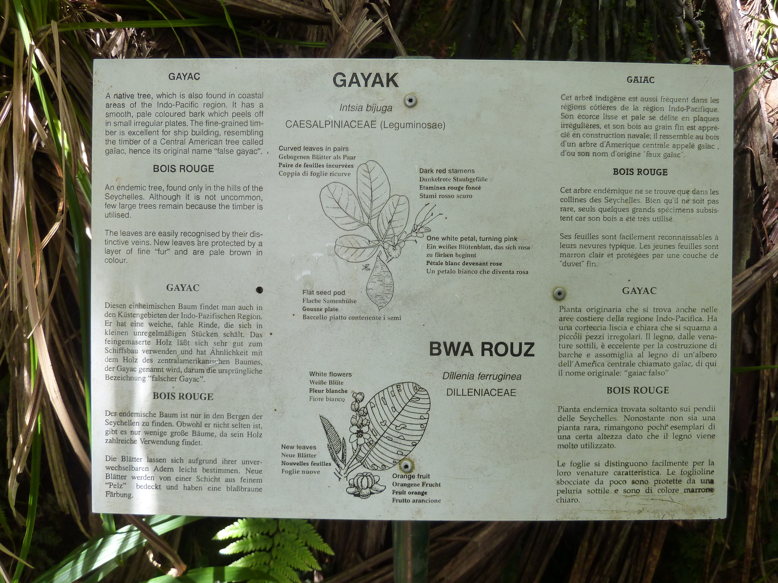 照片 塞舌尔(Seychelles) 五月谷(Vallee de Mai) 2011-10 83