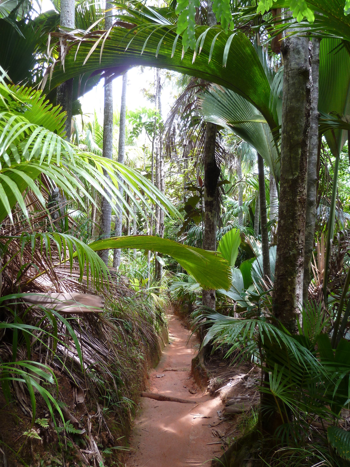 照片 塞舌尔(Seychelles) 五月谷(Vallee de Mai) 2011-10 11