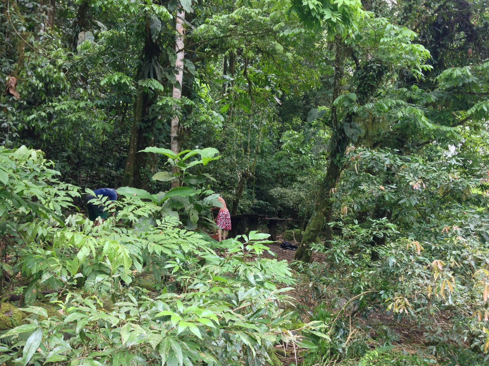 照片 哥斯达黎加(Costa Rica) 帕夸雷河(Pacuare River) 2015-03 27