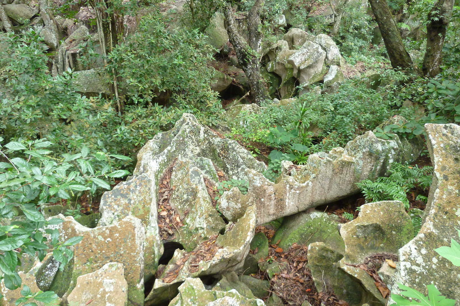 照片 塞舌尔(Seychelles) 拉迪格岛(La Digue) 2011-10 109