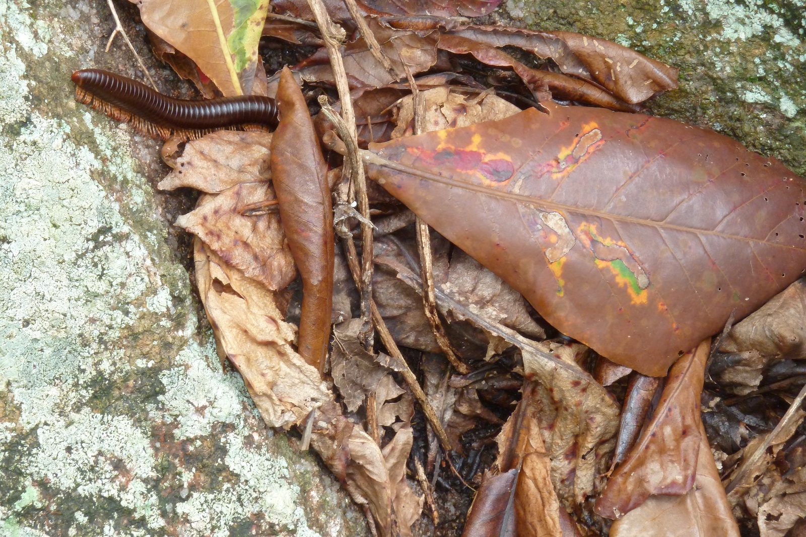 照片 塞舌尔(Seychelles) 拉迪格岛(La Digue) 2011-10 121