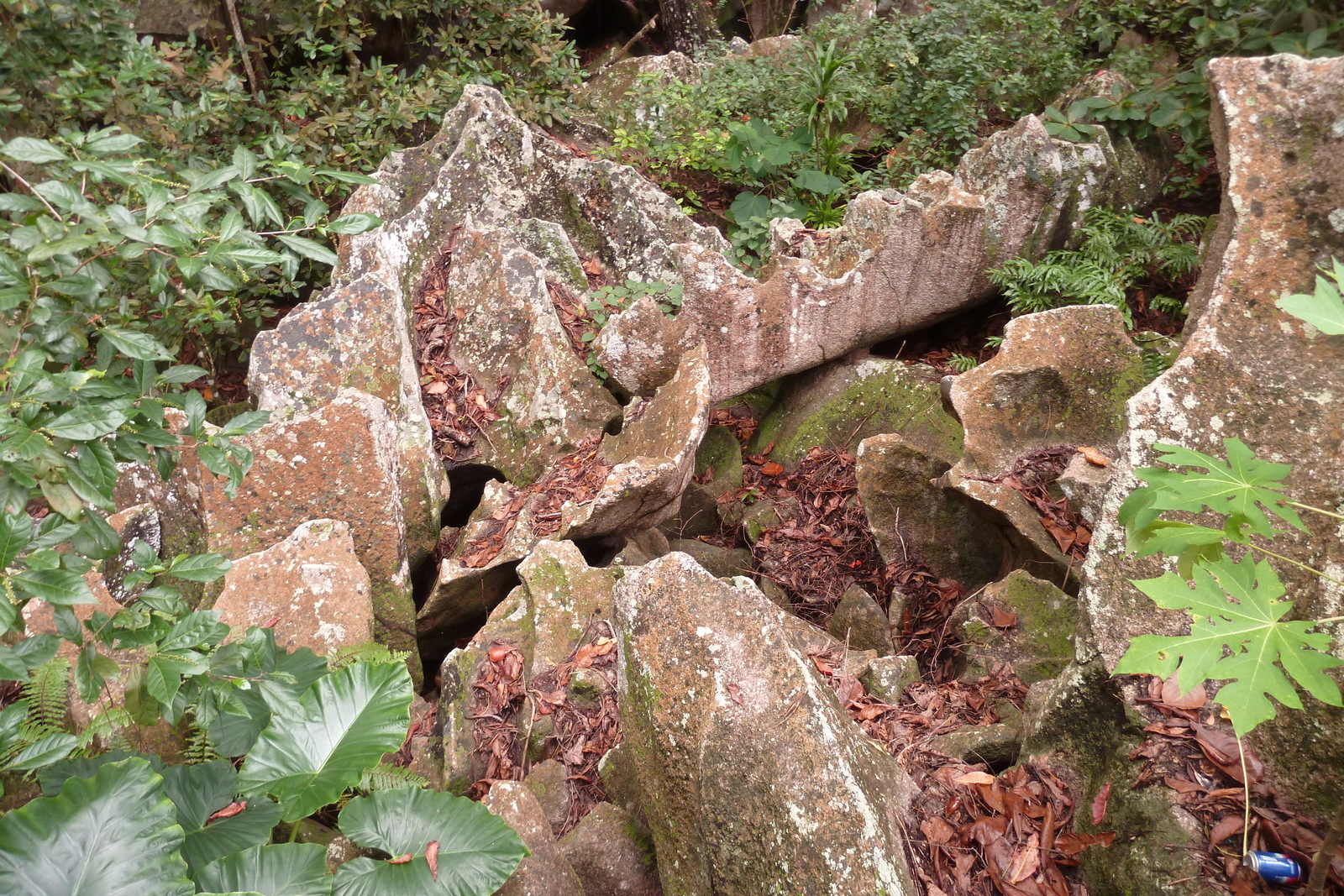 照片 塞舌尔(Seychelles) 拉迪格岛(La Digue) 2011-10 63
