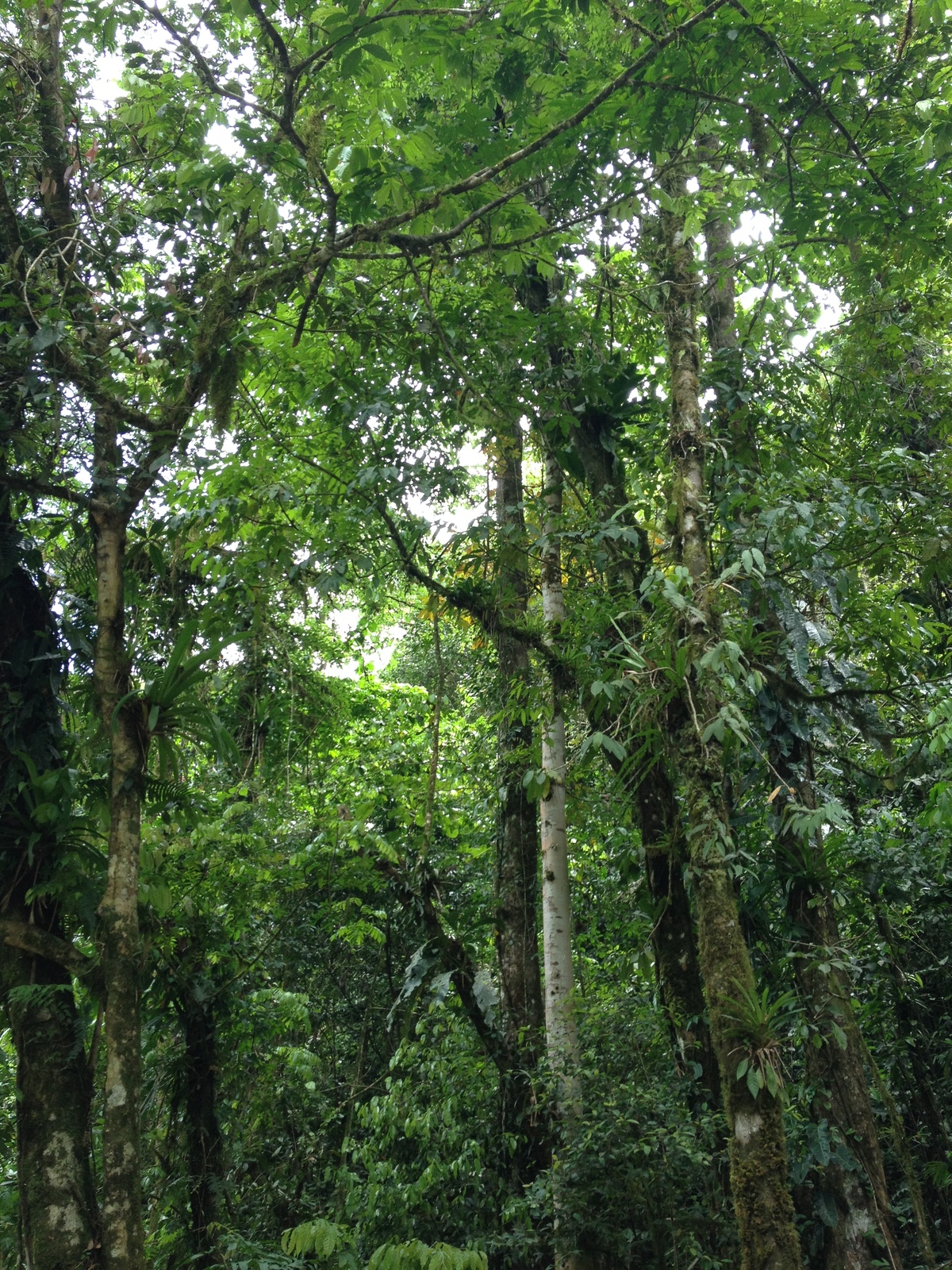 照片 哥斯达黎加(Costa Rica) 帕夸雷河(Pacuare River) 2015-03 48