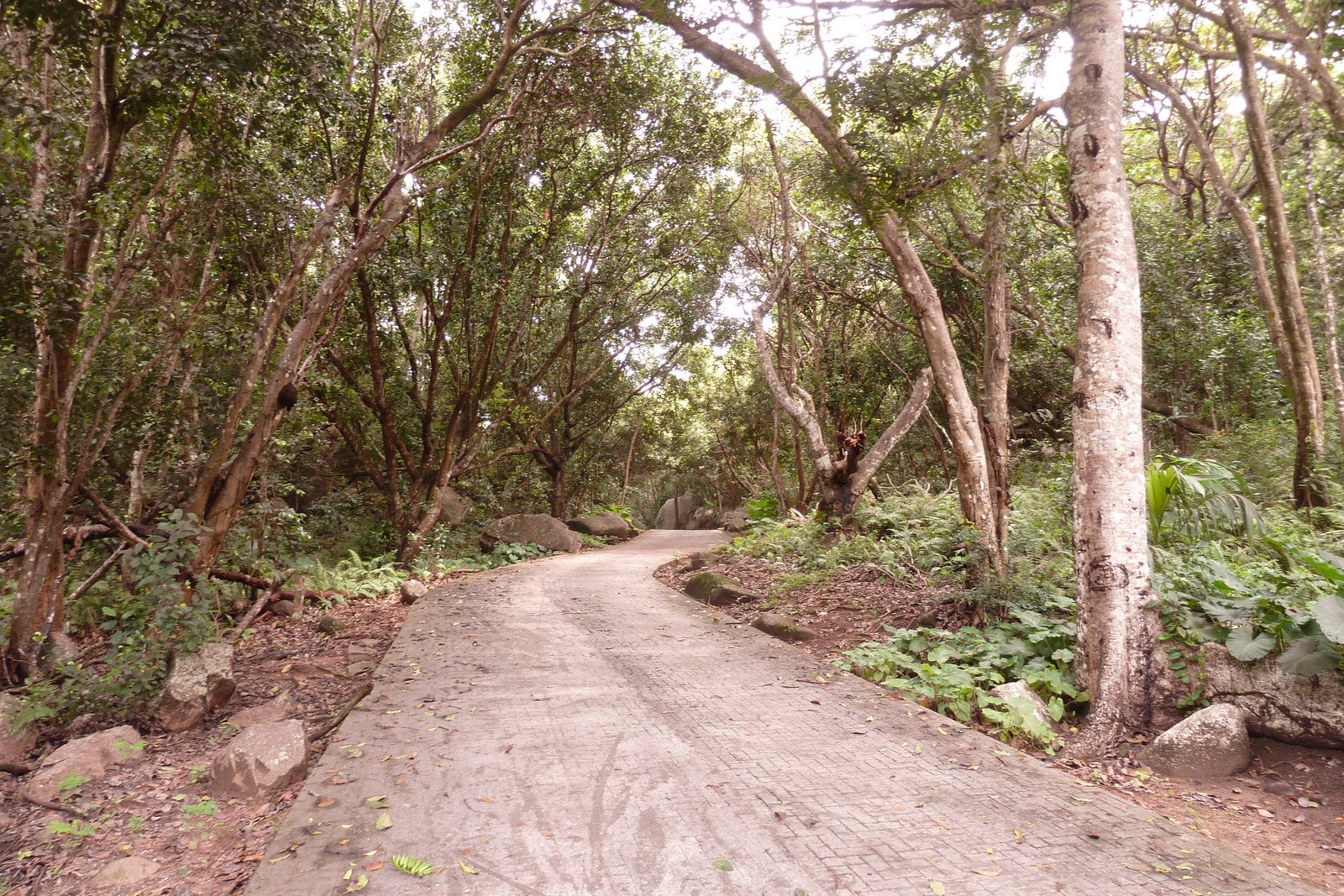 照片 塞舌尔(Seychelles) 拉迪格岛(La Digue) 2011-10 135
