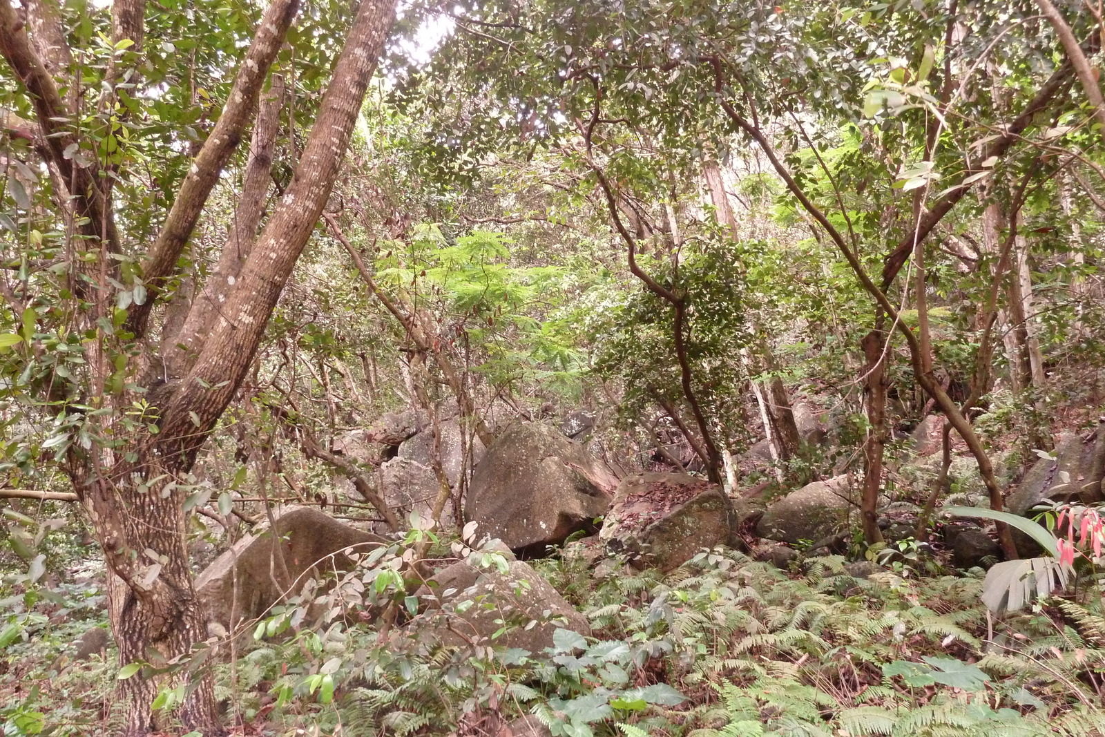照片 塞舌尔(Seychelles) 拉迪格岛(La Digue) 2011-10 122