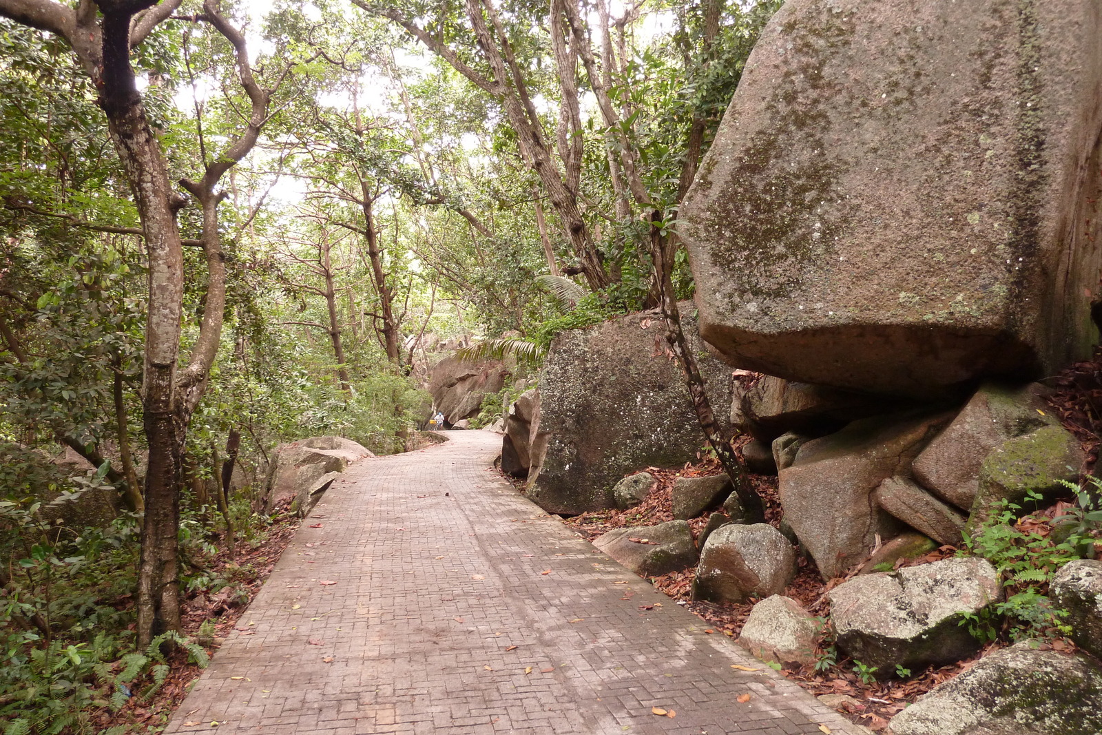照片 塞舌尔(Seychelles) 拉迪格岛(La Digue) 2011-10 164