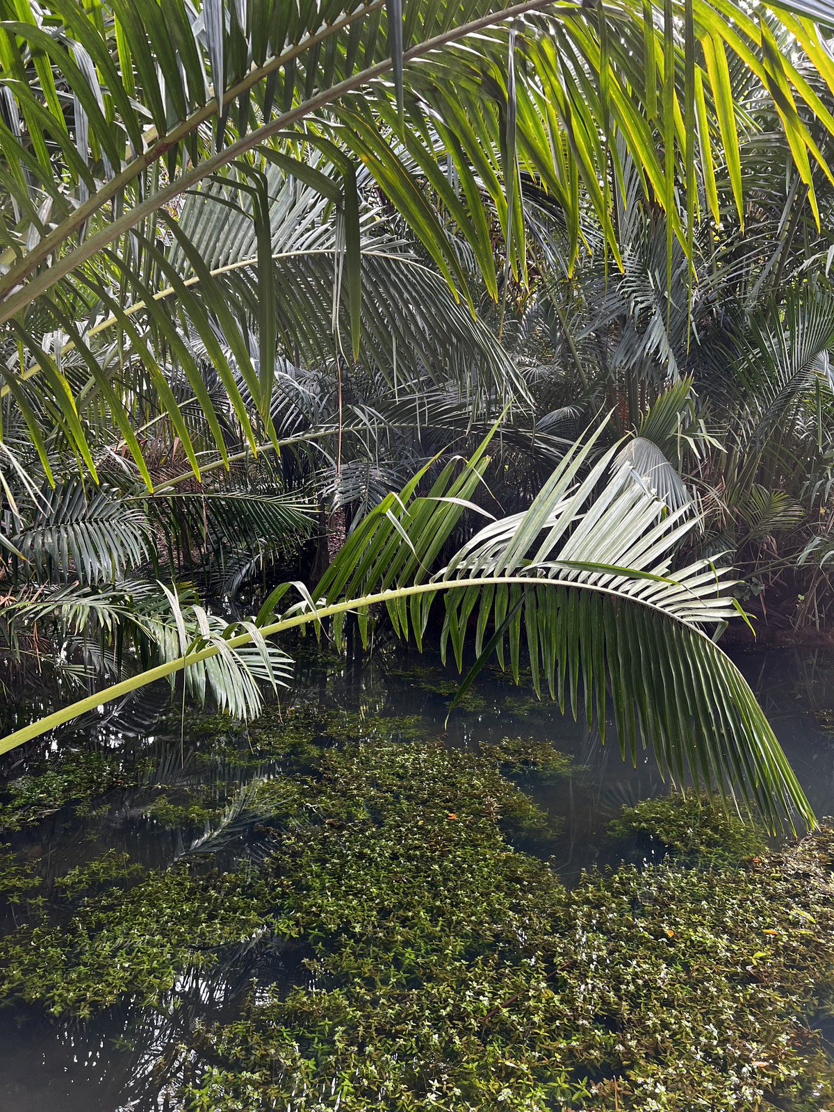 照片 新加坡(Singapore) 新加坡植物园(Singapore Botanic Gardens) 2023-01 108
