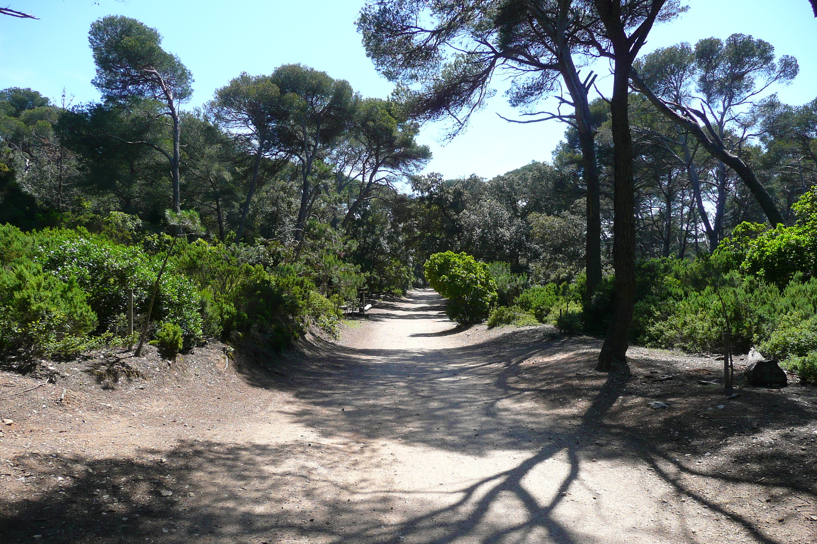照片 法国(France) 波克罗勒岛(Porquerolles Island) 勒坎角(Pointe du Lequin) 2008-05 71