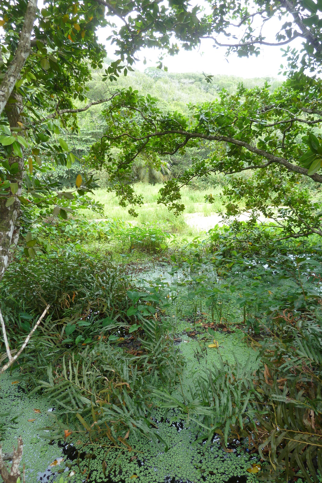 照片 塞舌尔(Seychelles) 拉迪格岛(La Digue) 2011-10 123