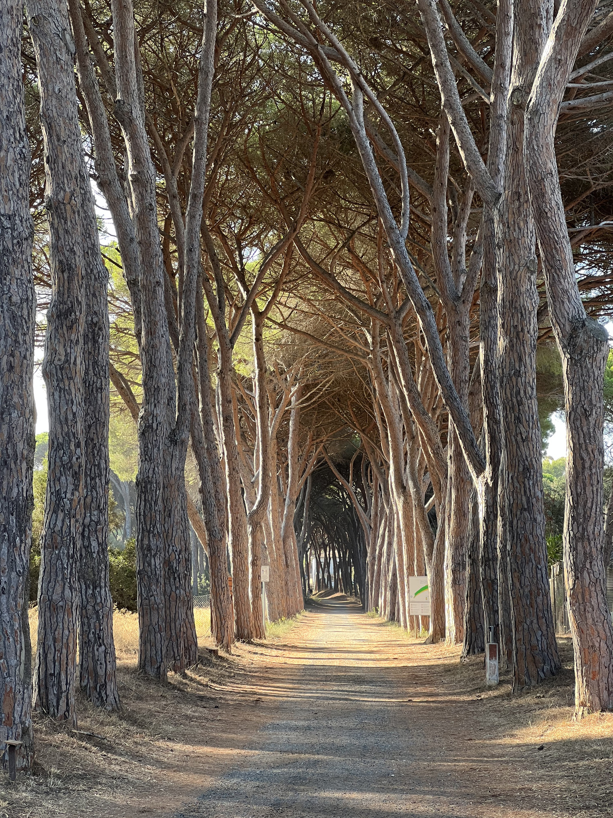 照片 意大利(Italy) 奥尔贝泰洛(Orbetello) 2021-09 0