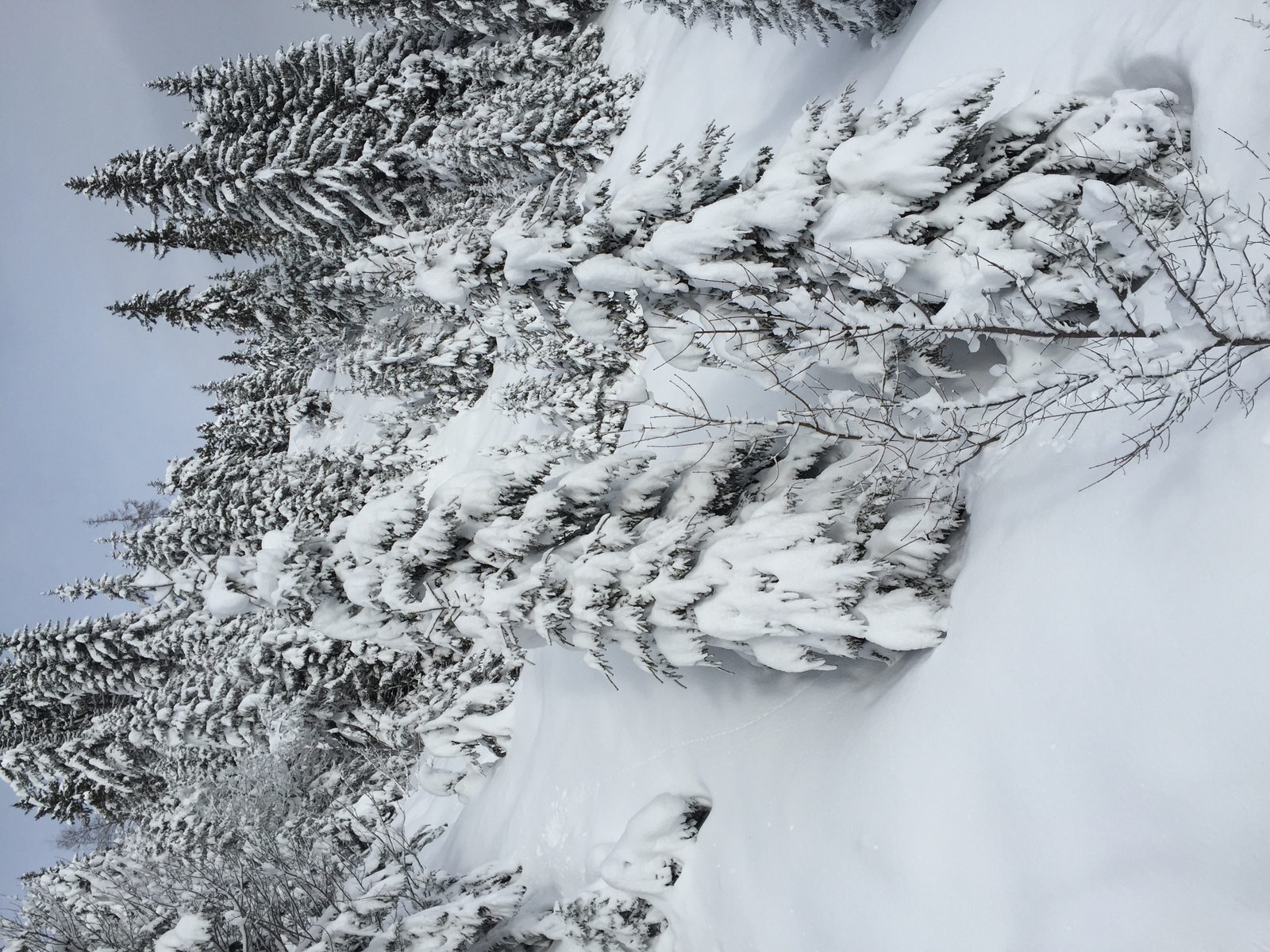 照片 法国(France) 梅杰夫(Megeve) 2016-02 45