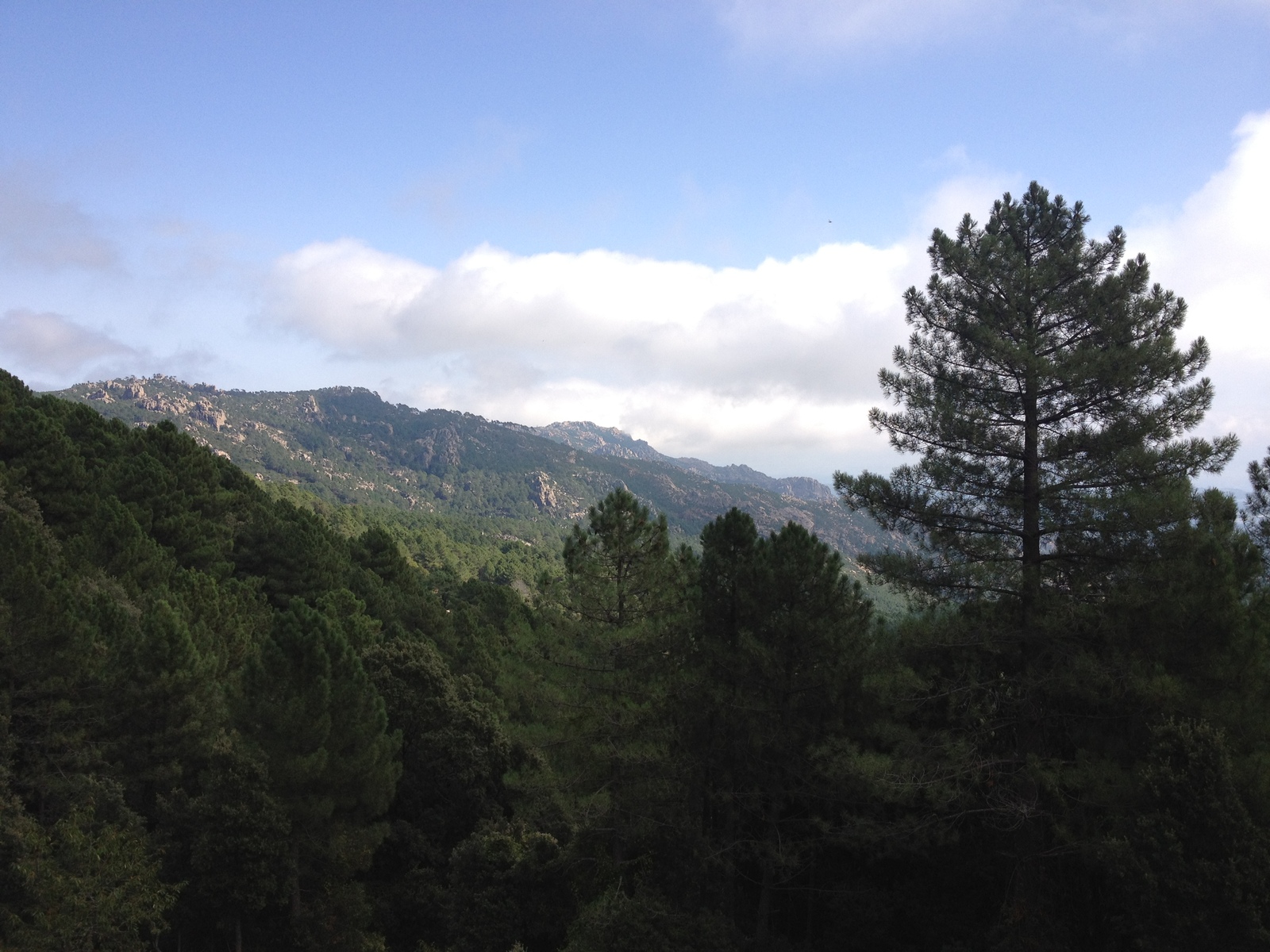 照片 法国(France) 科西嘉岛(Corsica) 奥斯佩达莱森林(L'ospedale Forest) 2012-09 3