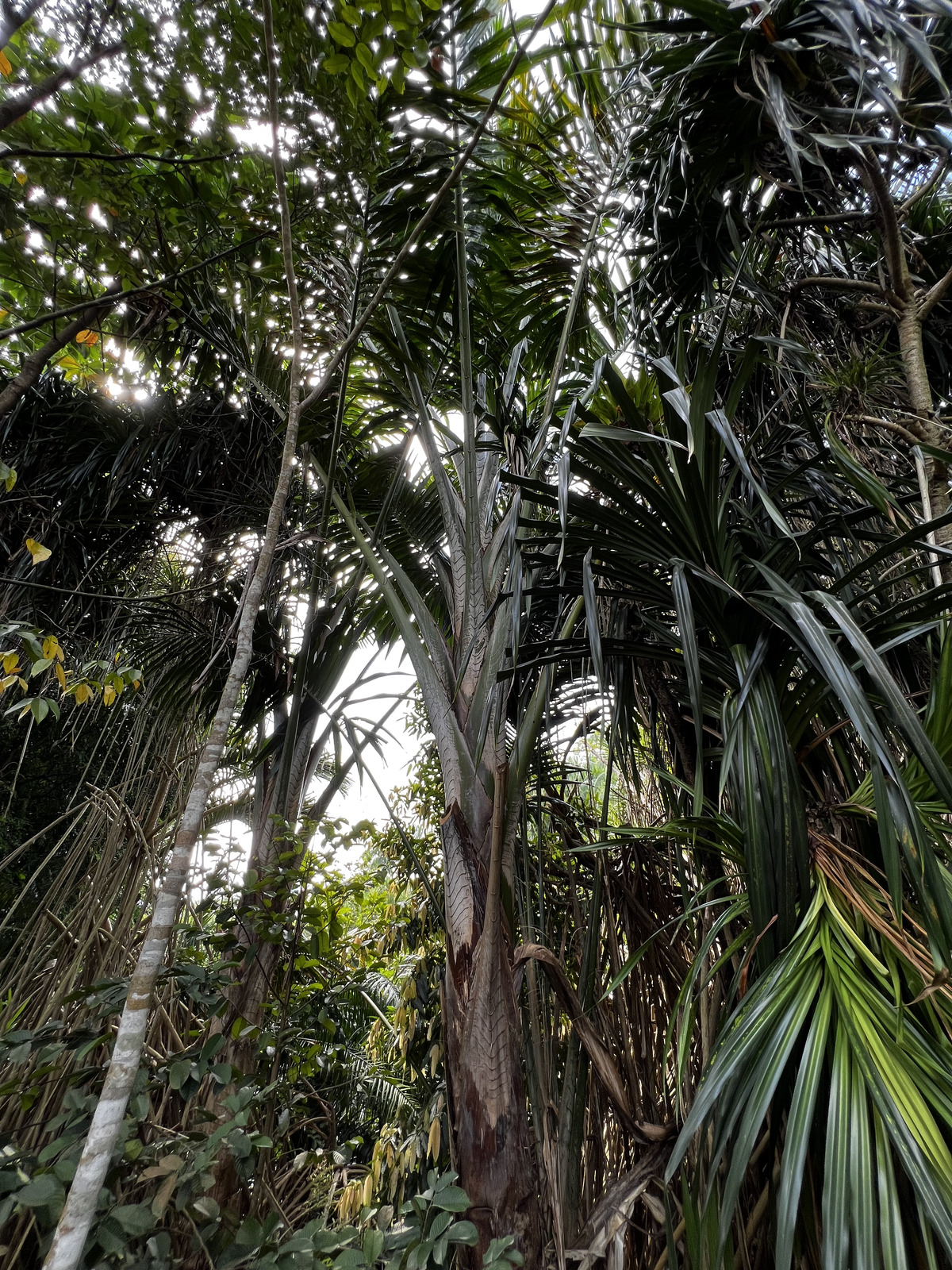 照片 新加坡(Singapore) 新加坡植物园(Singapore Botanic Gardens) 2023-01 110