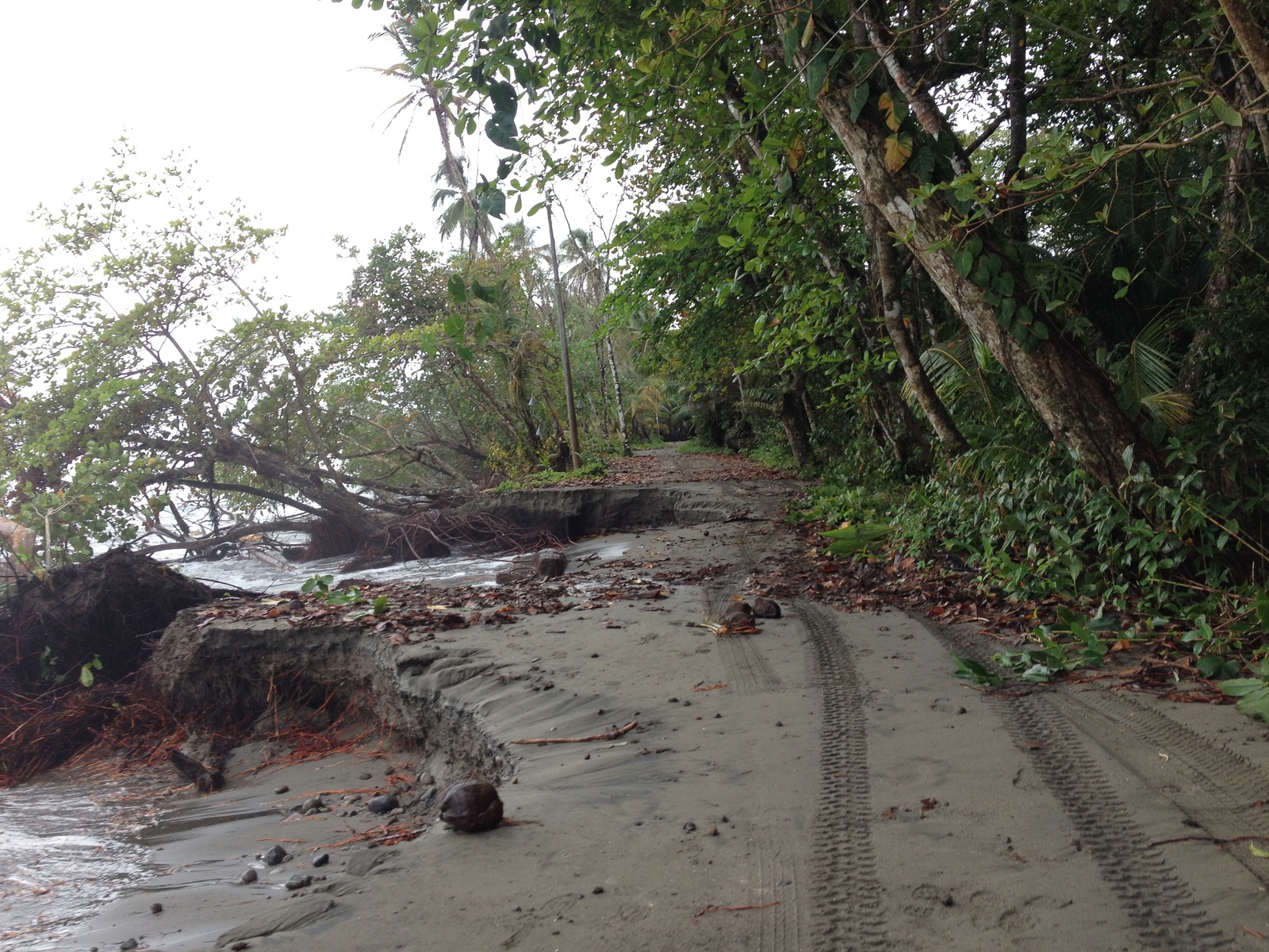 照片 哥斯达黎加(Costa Rica) 卡维塔(Cahuita) 2015-03 208