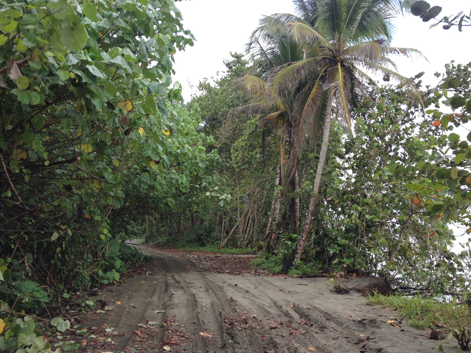 照片 哥斯达黎加(Costa Rica) 卡维塔(Cahuita) 2015-03 202