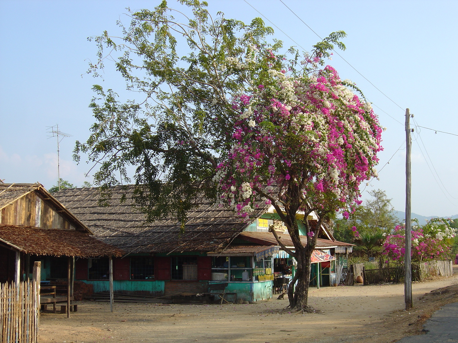 照片 缅甸(Myanmar) 茂马干海滩(Maungmagan beach) 2005-01 26
