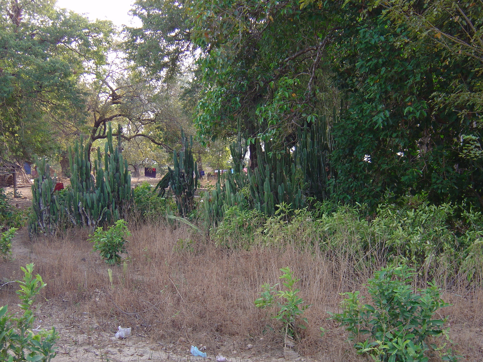 照片 缅甸(Myanmar) 茂马干海滩(Maungmagan beach) 2005-01 68