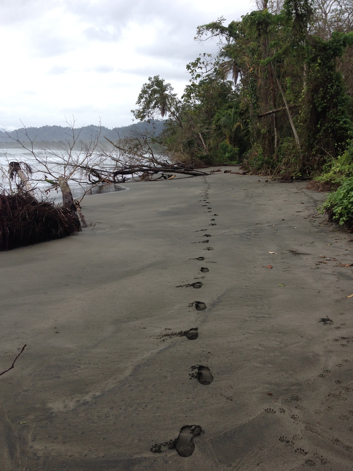 照片 哥斯达黎加(Costa Rica) 卡维塔(Cahuita) 2015-03 144