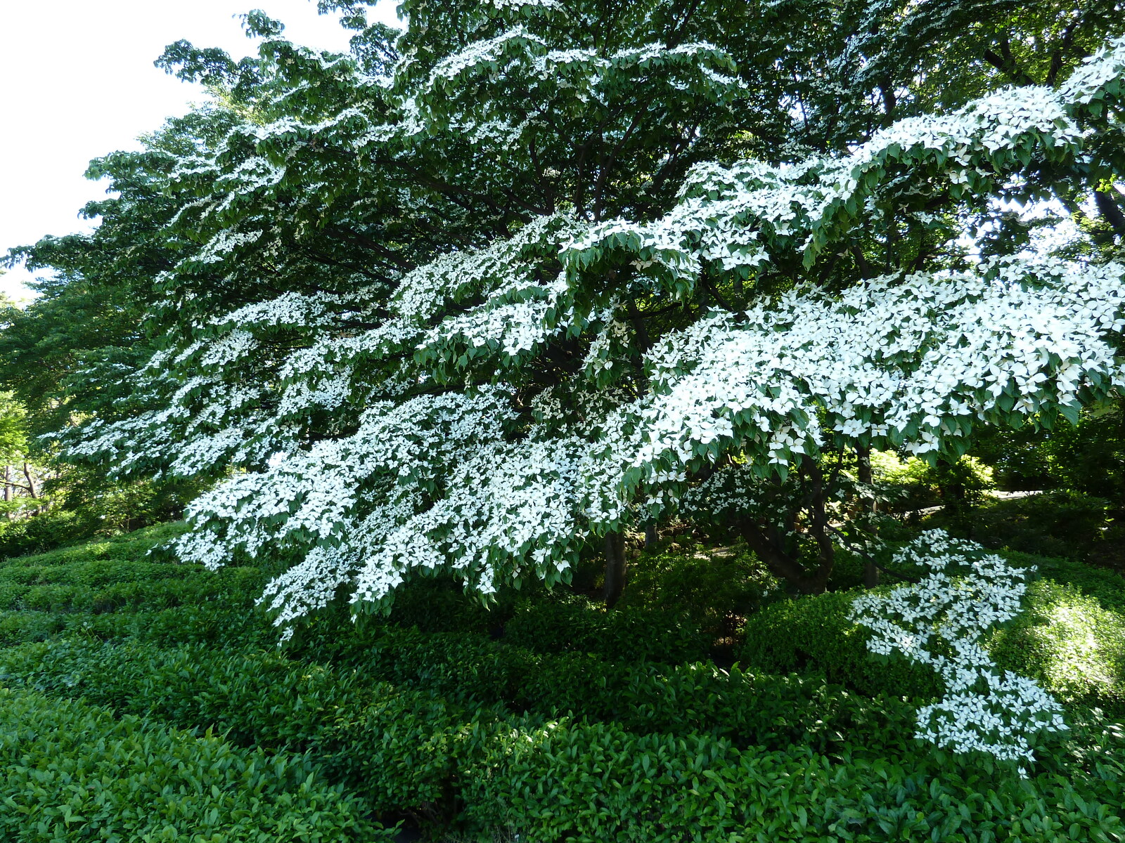 照片 日本(Japan) 东京(Tokyo) 皇居(Imperial Palace) 2010-06 90