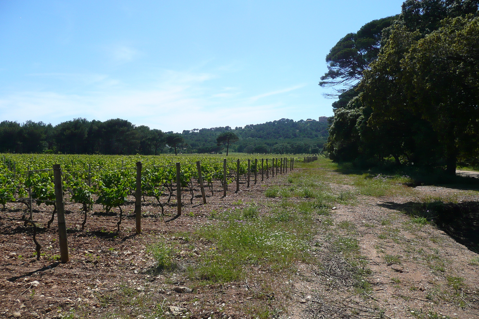 照片 法国(France) 波克罗勒岛(Porquerolles Island) 库尔塔德平原(Plaine de la courtade) 2008-05 19
