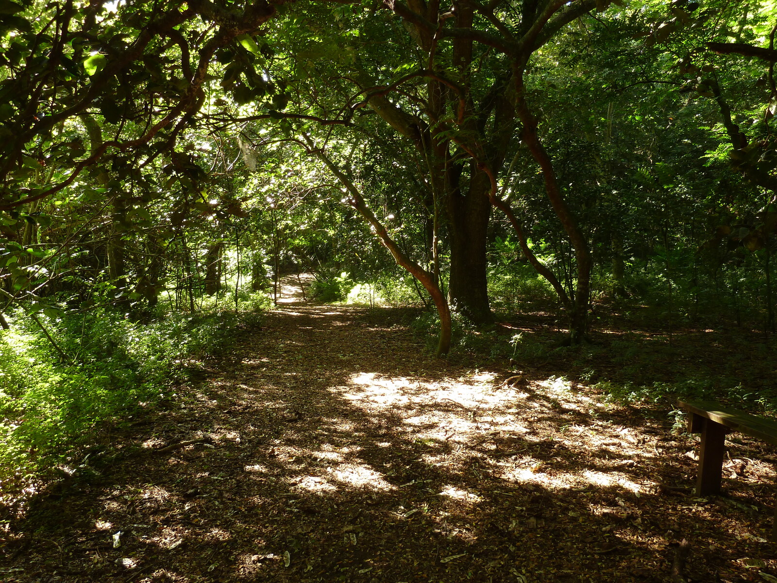 照片 斐济(Fiji) 辛加东卡沙丘国家公园(Sigatoka sand dunes national park) 2010-05 37