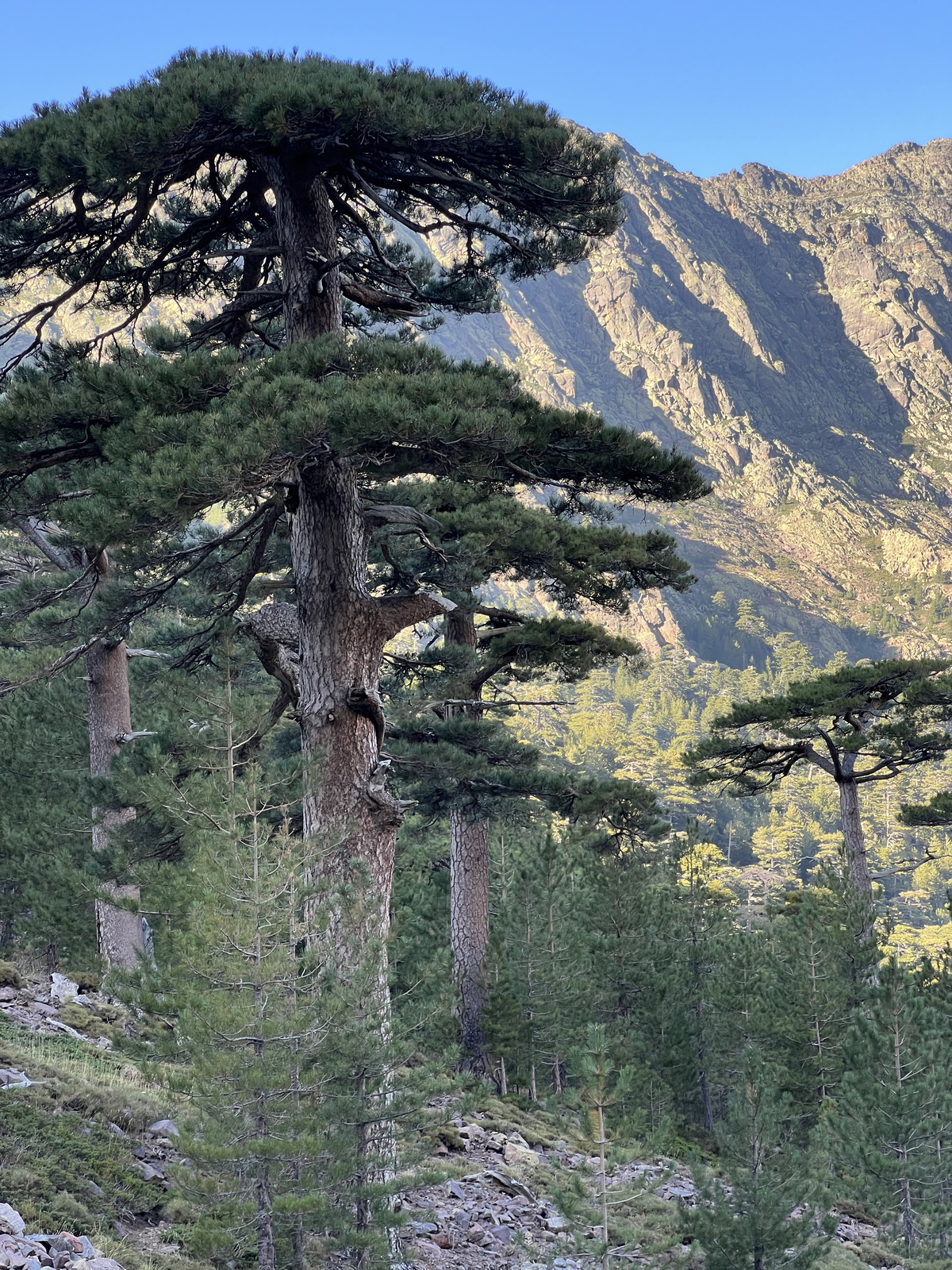 照片 法国(France) 科西嘉岛(Corsica) 钦托山(Monte Cinto) 2023-10 8