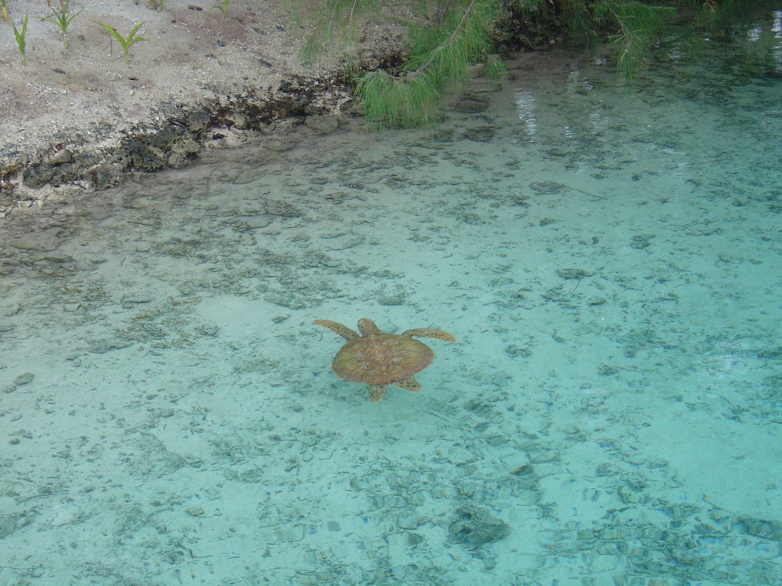 照片 波利尼西亚(Polynesia) 波拉波拉艾美酒店(Meridien Bora Bora Hotel) 2006-04 78