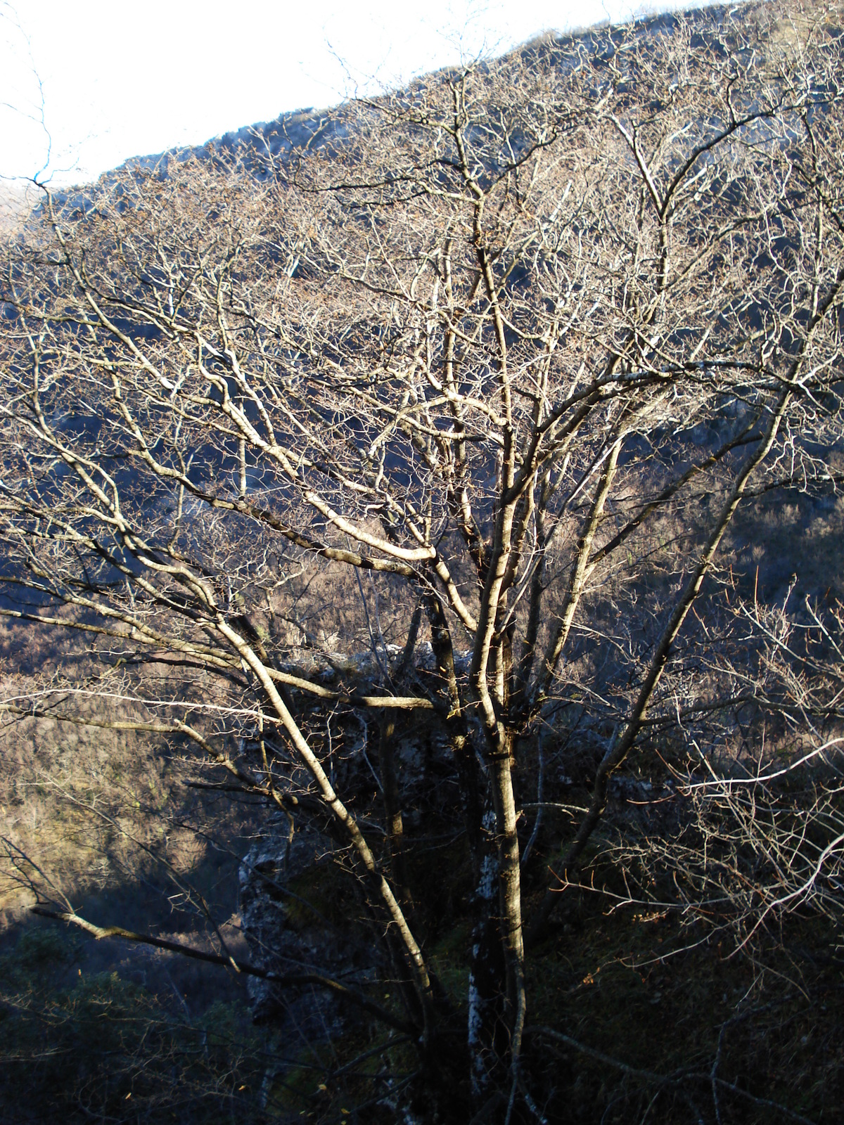 照片 法国(France) 蔚蓝海岸(French Riviera) 旺斯至库尔瑟古勒公路(Vence to Coursegoule road) 2007-01 24