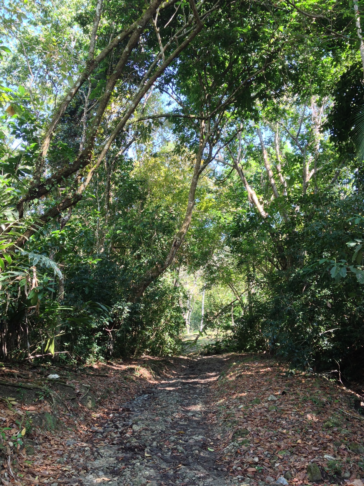 照片 哥斯达黎加(Costa Rica) 曼努埃尔安东尼奥(Manuel Antonio) 2015-03 129