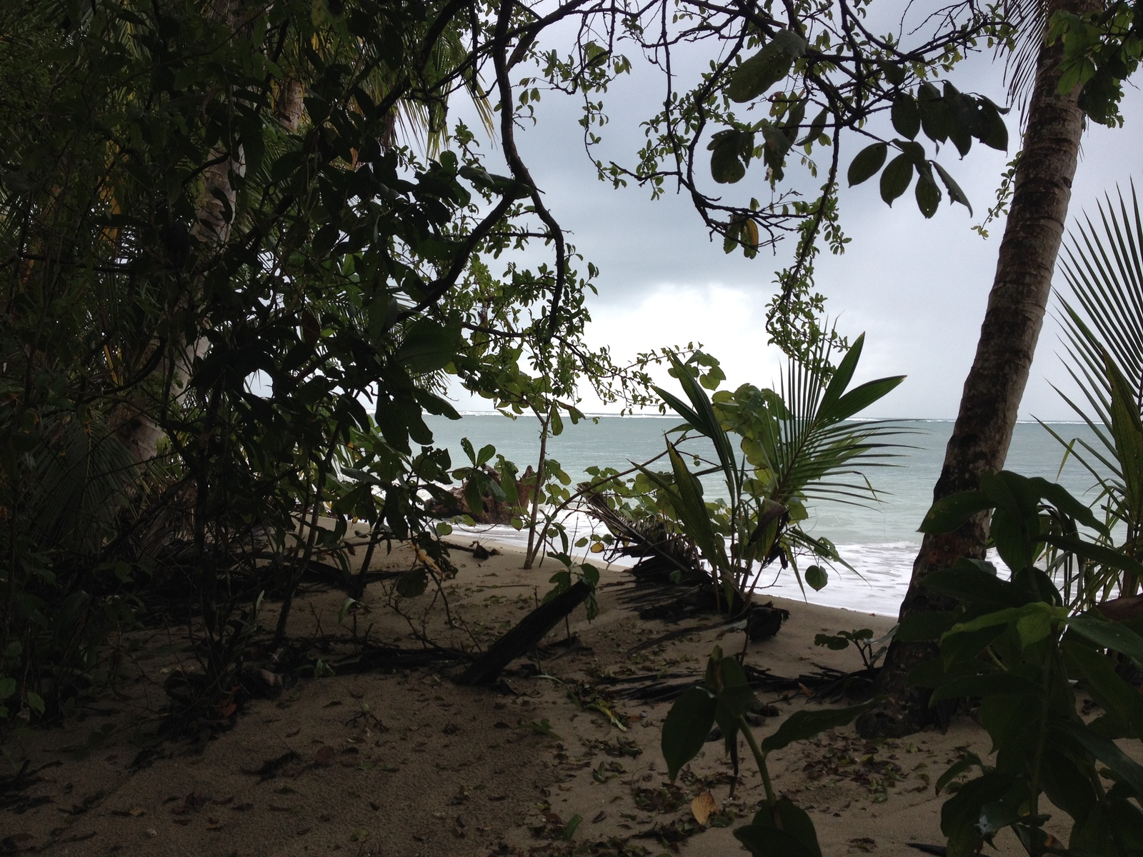 照片 哥斯达黎加(Costa Rica) 卡维塔(Cahuita) 2015-03 64