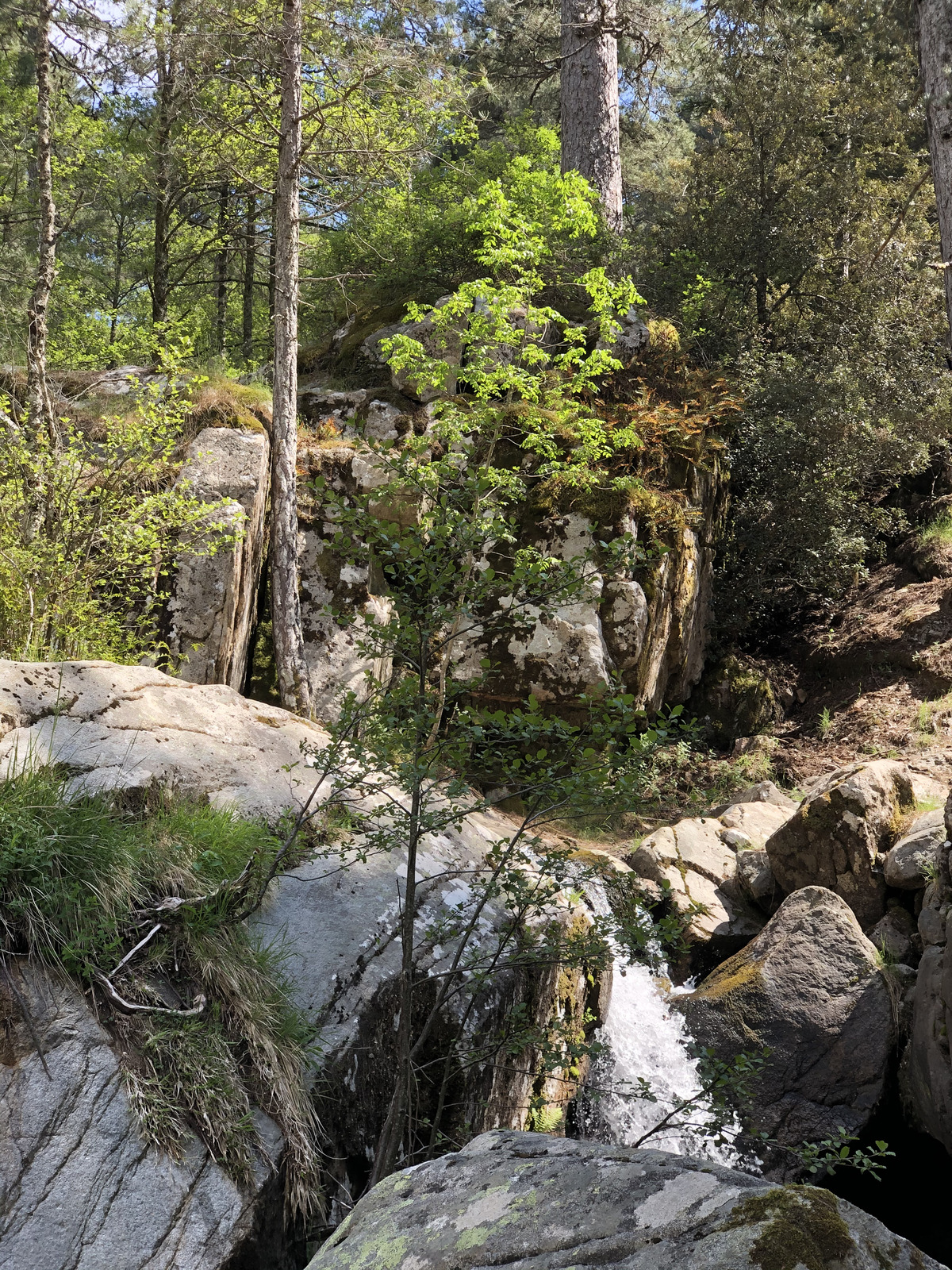 照片 法国(France) 科西嘉岛(Corsica) 艾托内森林(Aitone Forest) 2021-06 34