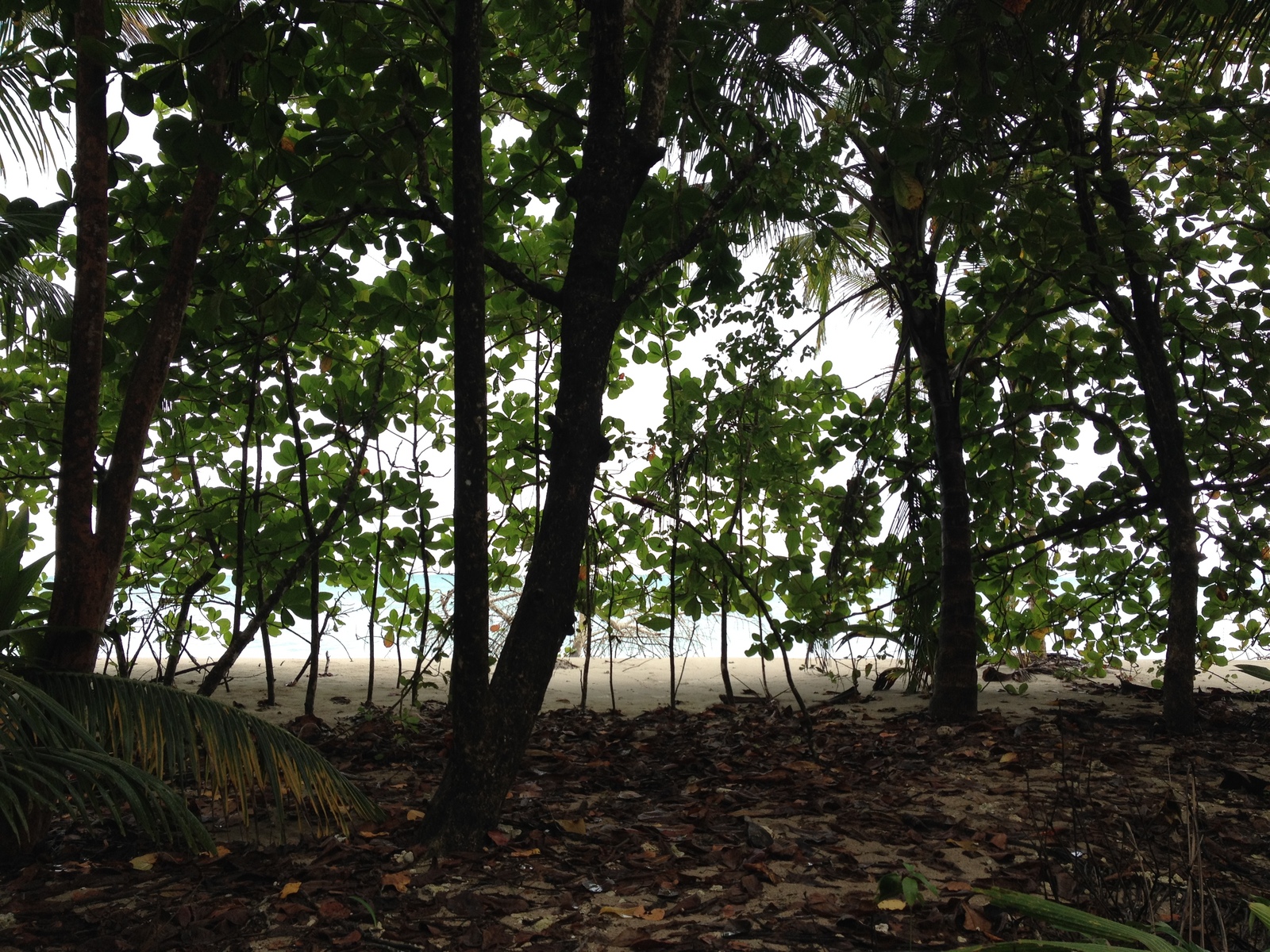 照片 哥斯达黎加(Costa Rica) 卡维塔(Cahuita) 2015-03 9