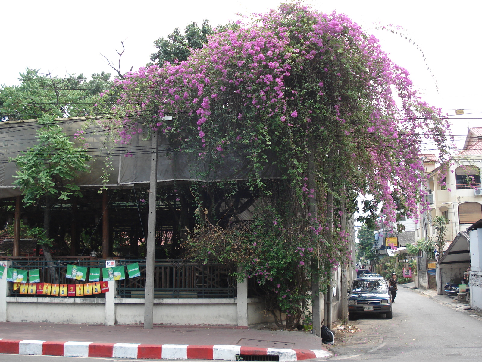 照片 泰国(Thailand) 清迈(Chiang Mai) 护城河内(Inside Canal) 阿拉路（护城河）(Arrak Road(Canal)) 2006-04 15