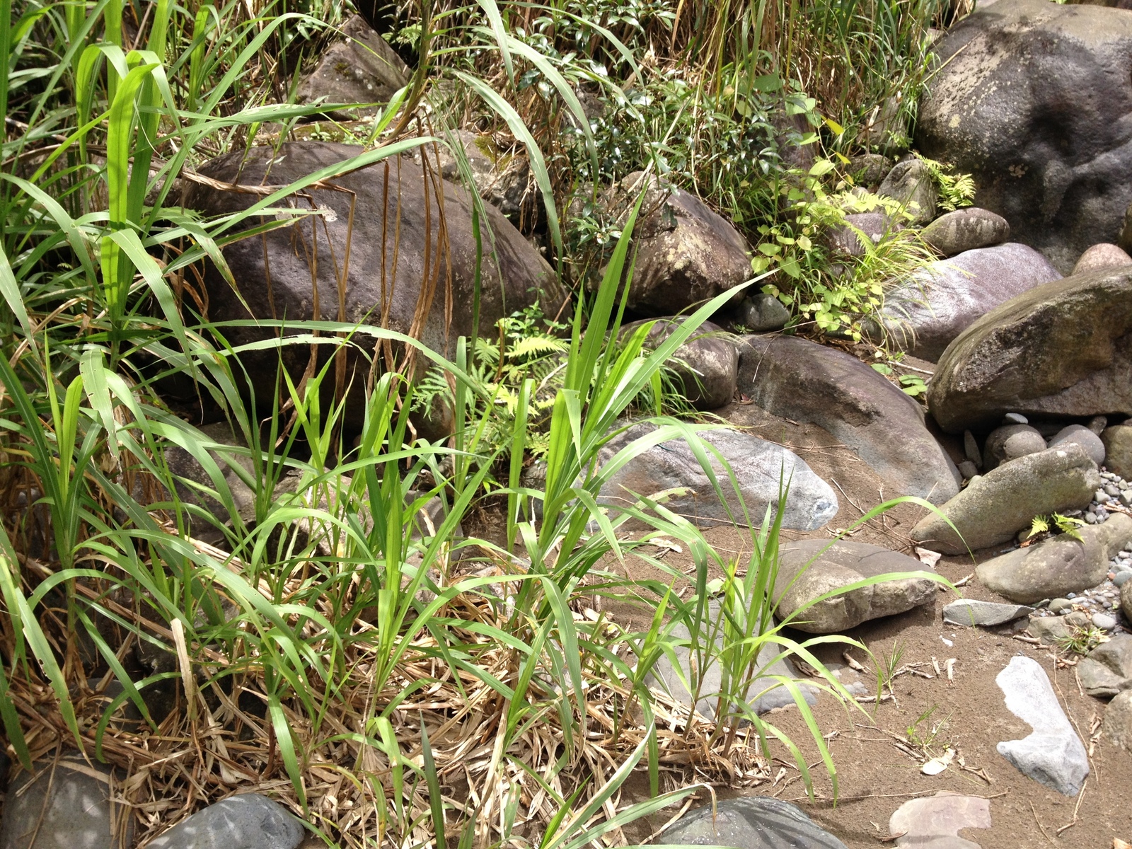 照片 哥斯达黎加(Costa Rica) 帕夸雷河(Pacuare River) 2015-03 211