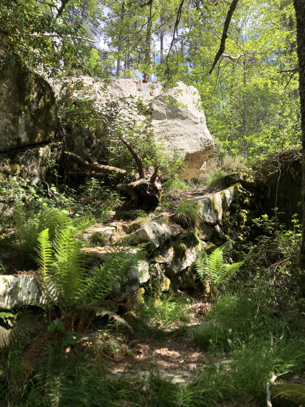 照片 法国(France) 科西嘉岛(Corsica) 艾托内森林(Aitone Forest) 2021-06 37