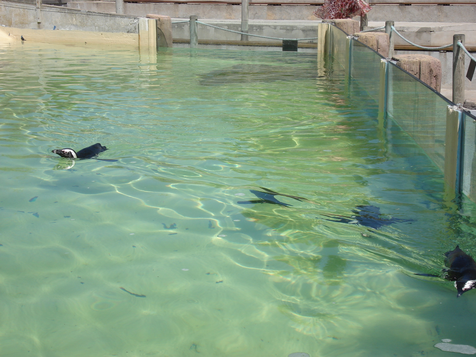 照片 法国(France) 勒克鲁瓦西克(Le Croisic) 2006-08 7