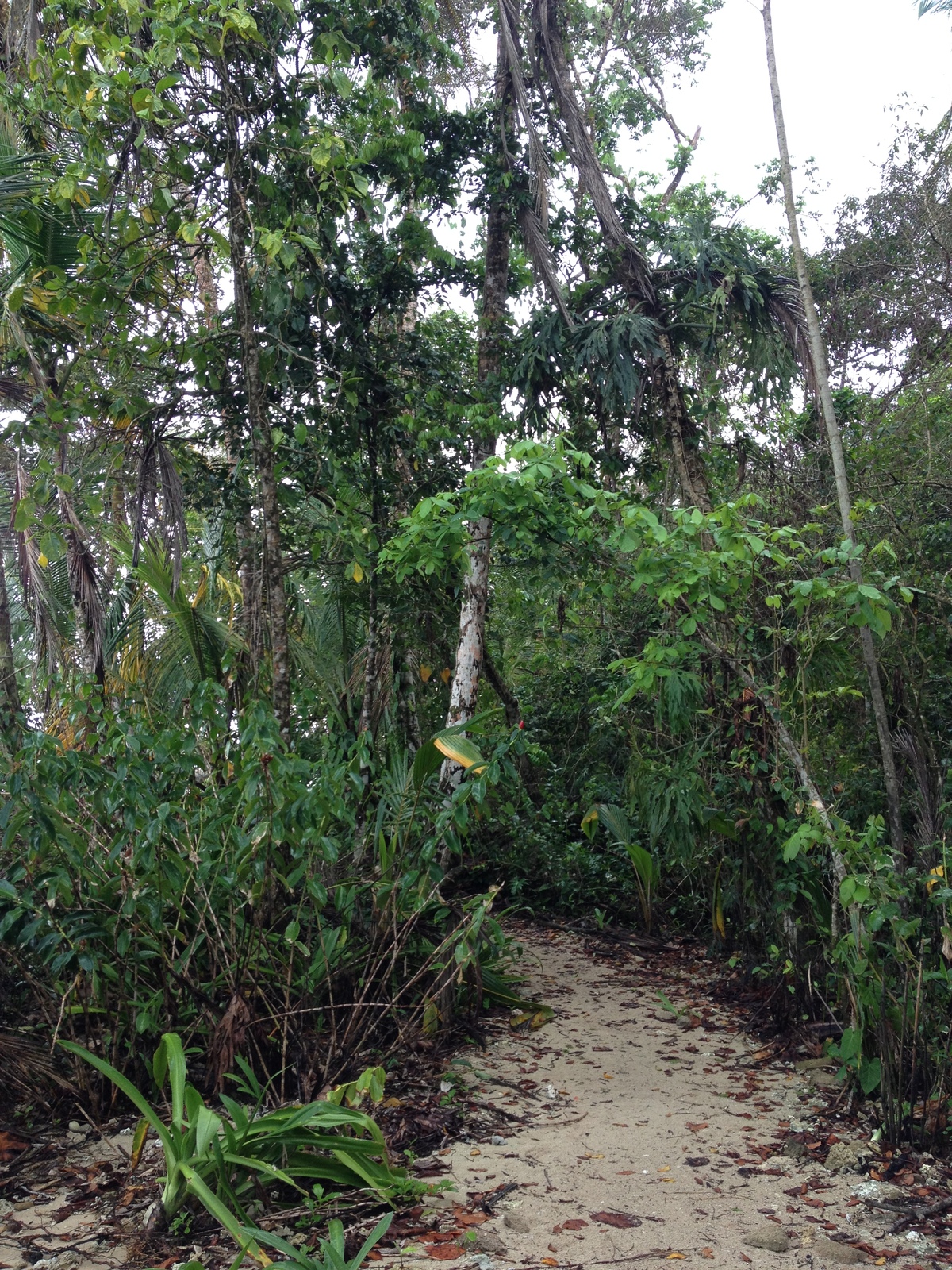 照片 哥斯达黎加(Costa Rica) 卡维塔(Cahuita) 2015-03 265