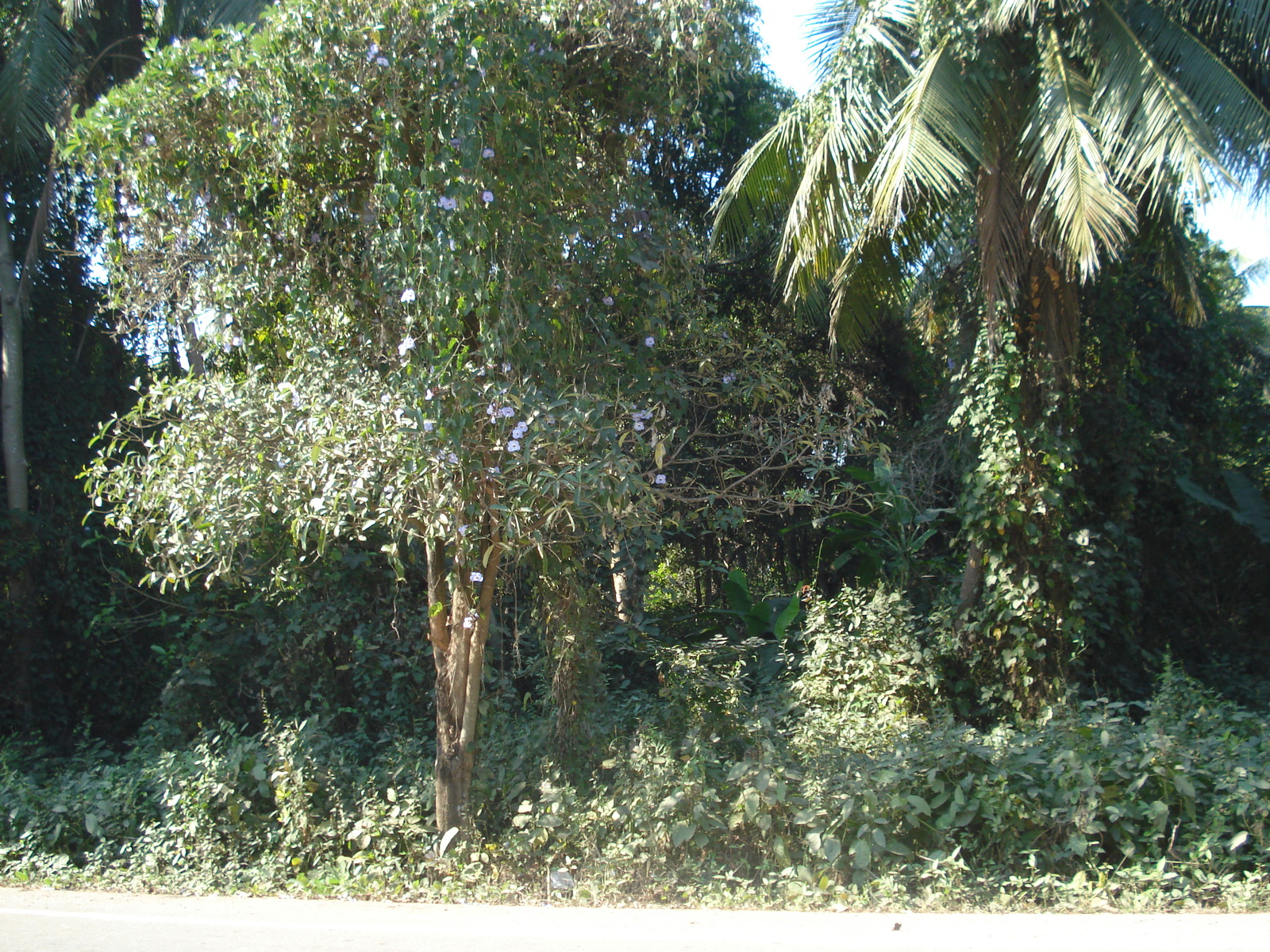 照片 泰国(Thailand) 彭世洛(Phitsanulok) 2008-01 52