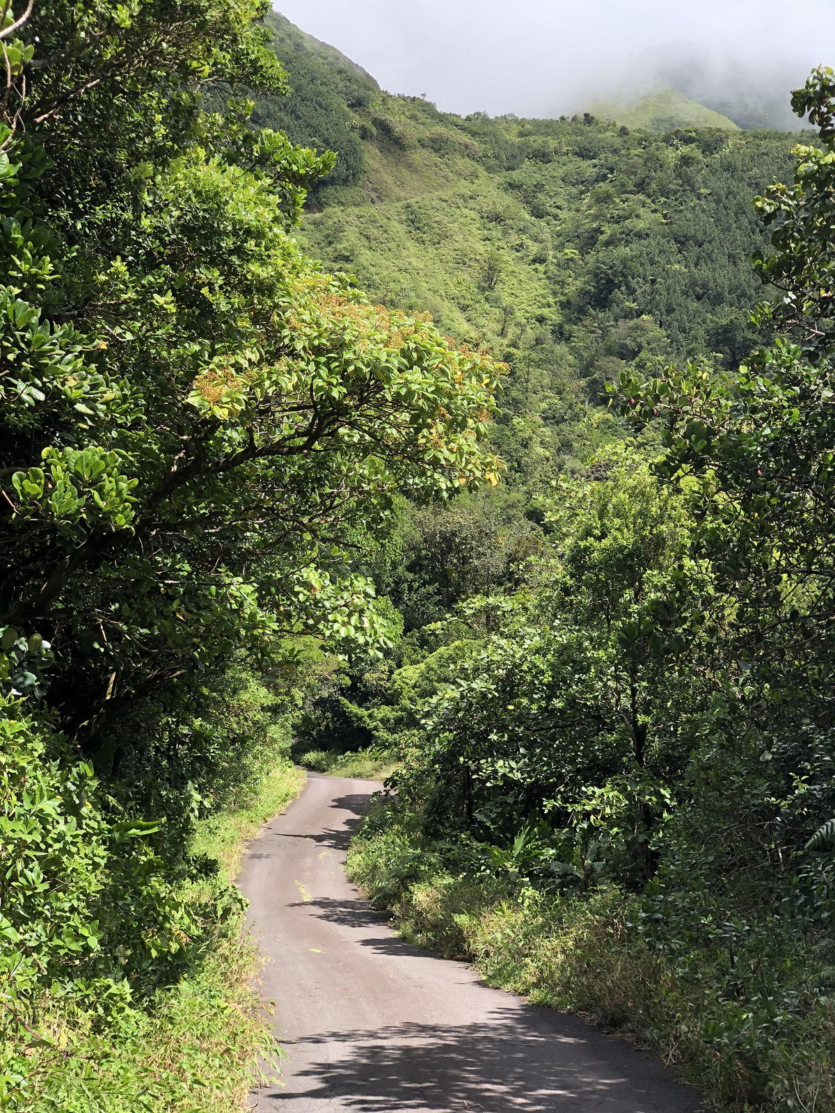照片 瓜德罗普(Guadeloupe) 大苏弗里耶尔火山(La Grande Soufriere) 2021-02 73