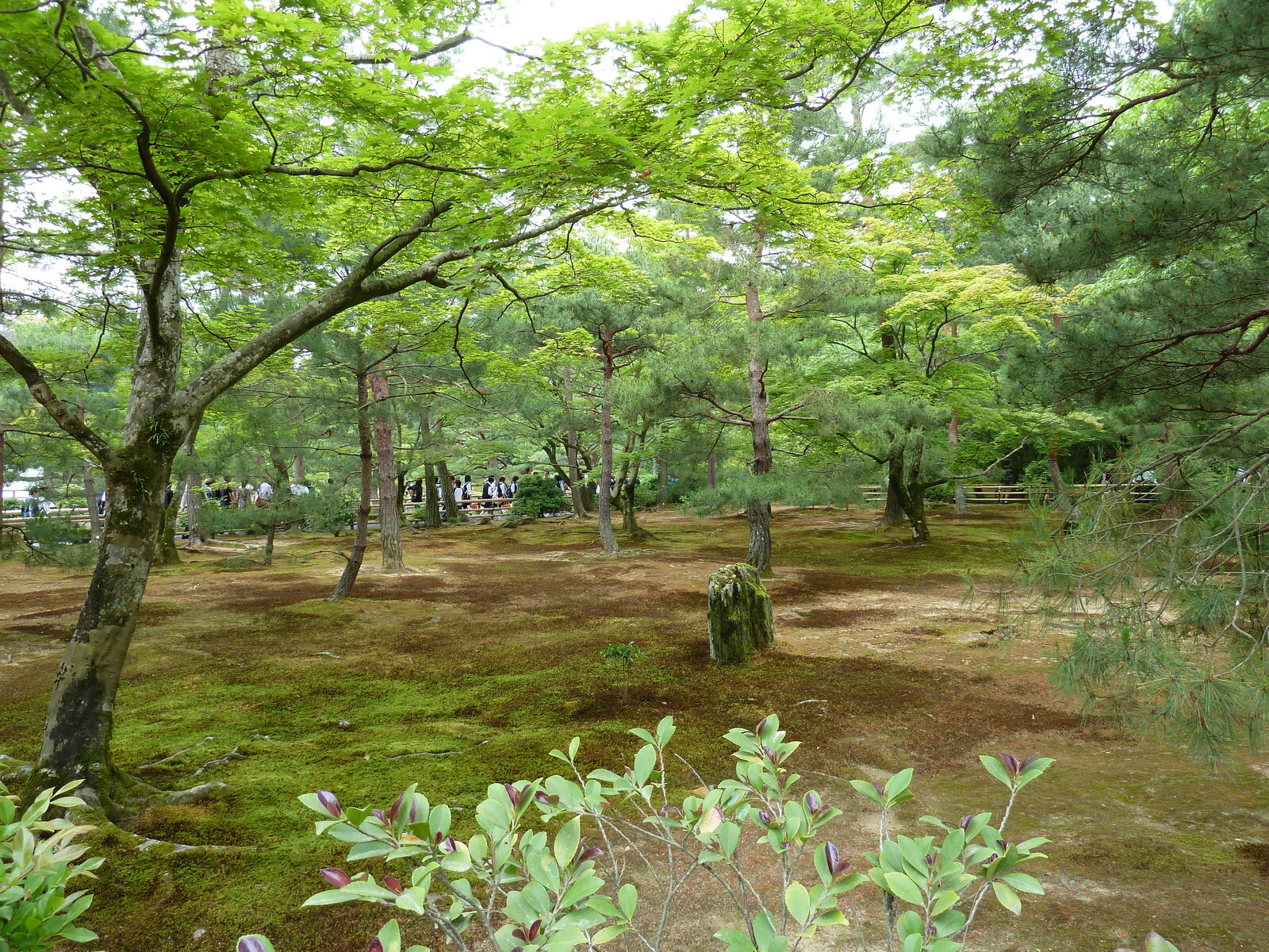 照片 日本(Japan) 京都(Kyoto) 金阁寺(Kinkakuji Temple(Golden Pavilion)) 2010-06 9
